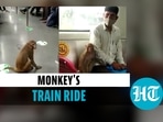 Viral video of a monkey inside a Delhi Metro train (Twitter)