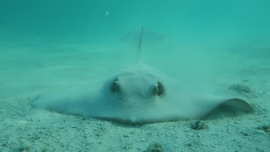 This photo, released on January 16, by Simon Fraser University and James Cook University in Canada and Australia respectively, shows a cowtail ray in the sand, “It was a bit surprising just how high the threat level is for these species. Many species that we thought of as common are declining at alarming rates and becoming more difficult to find in some places,” Sherman told AFP. (Colin Simpendorfer / Simon Fraser University & James Cook University / AFP)