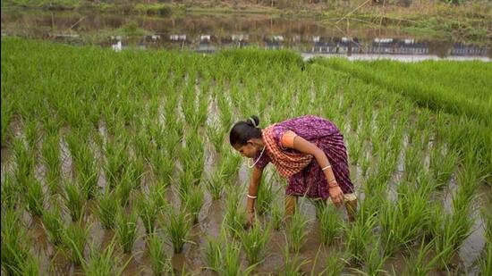 Cultivators have sown 11.5 million hectares under paddy, an increase of nearly 21% compared to the same period a year ago. (AP File Photo)