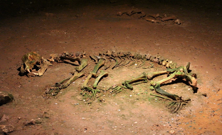 Cave bear skeleton