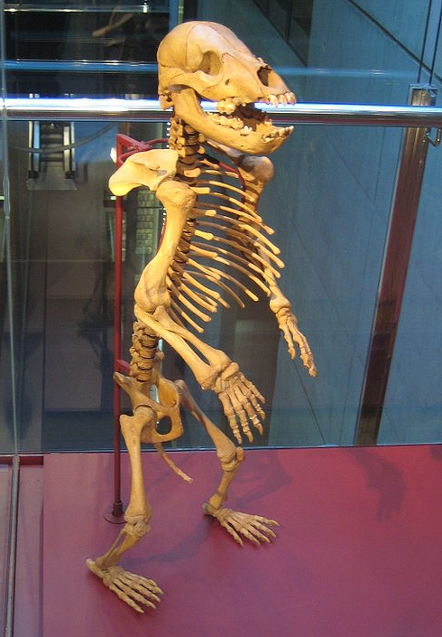 Juvenile cave bear skeleton