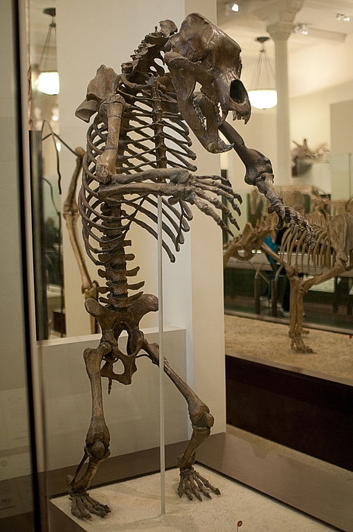 Cave bear skeleton