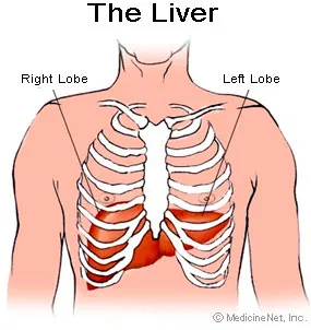 Liver