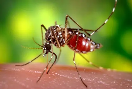 This picture shows a female Aedes aegypti mosquito.