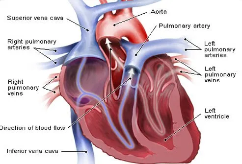 Several factors influence blood pressure.