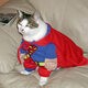 SuperCat