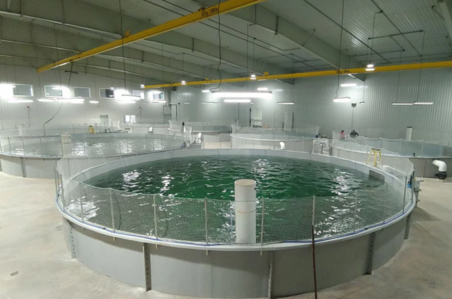 An indoor fish farm.