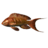 SR-icon-food-Cooked Lyretail Anthias.png