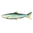 SR-icon-food-Arctic Char.png