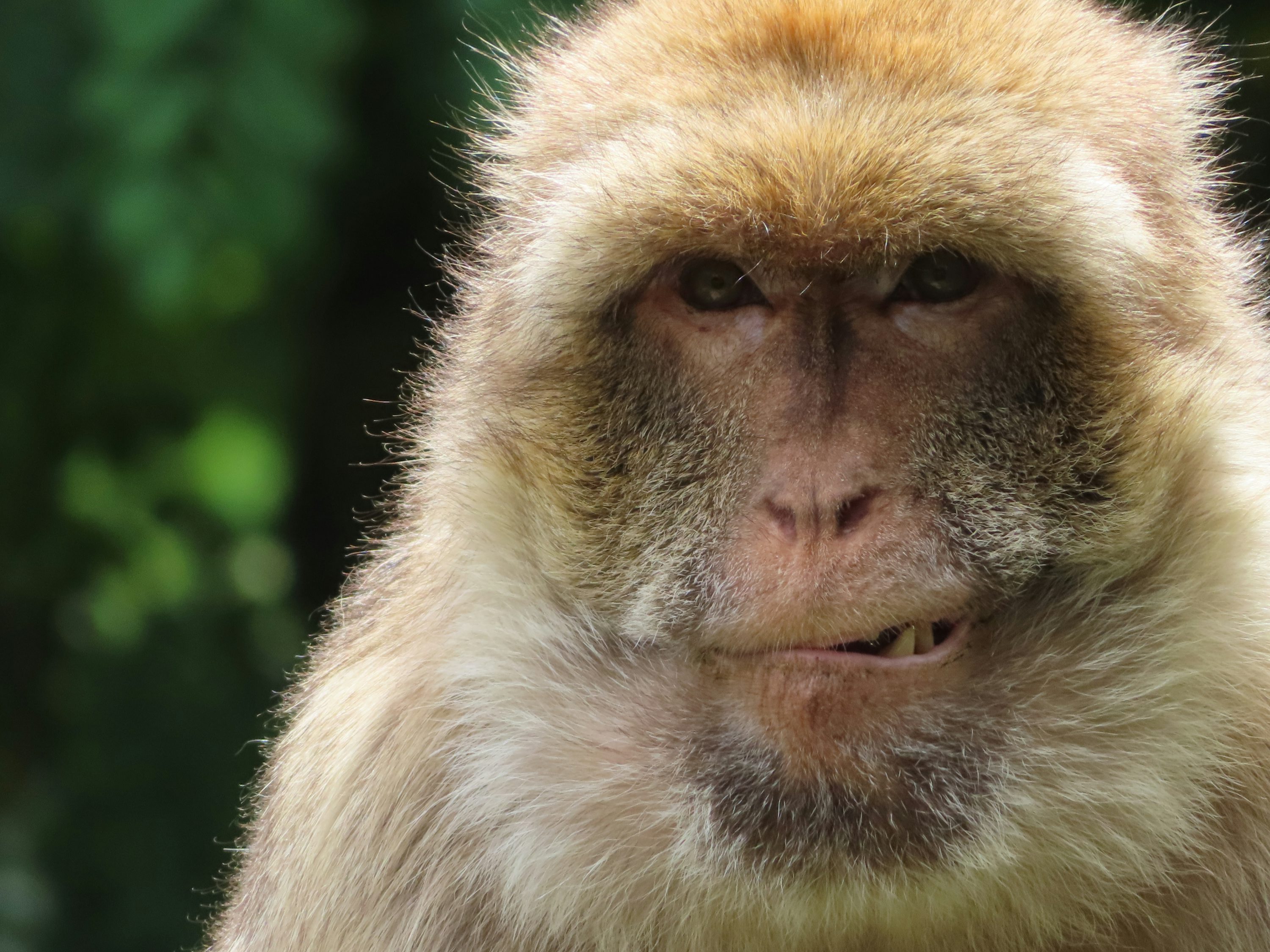 클로즈업 사진의 갈색과 흰색 원숭이