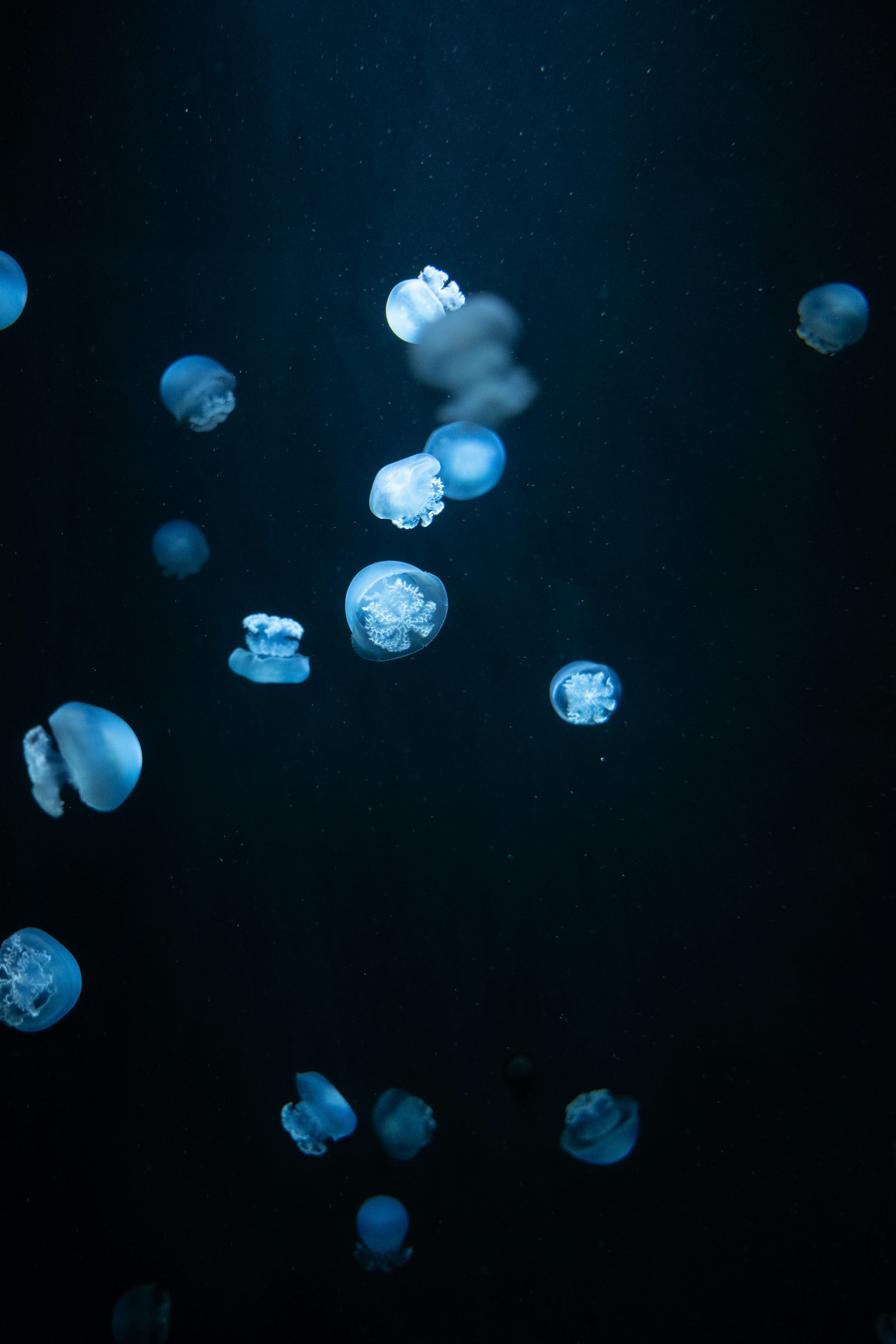 méduses blanches dans l’eau pendant la journée