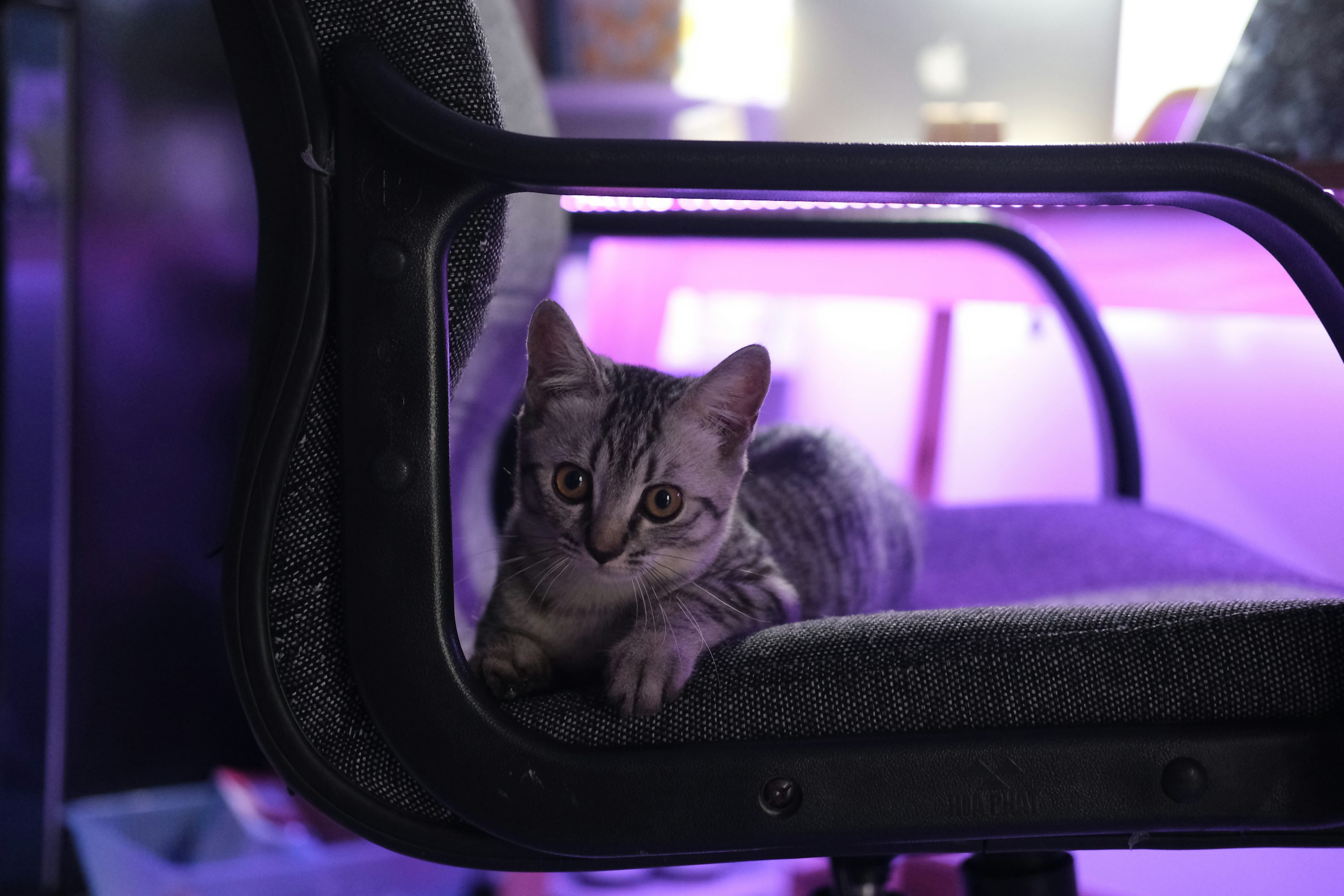 silver tabby cat in car