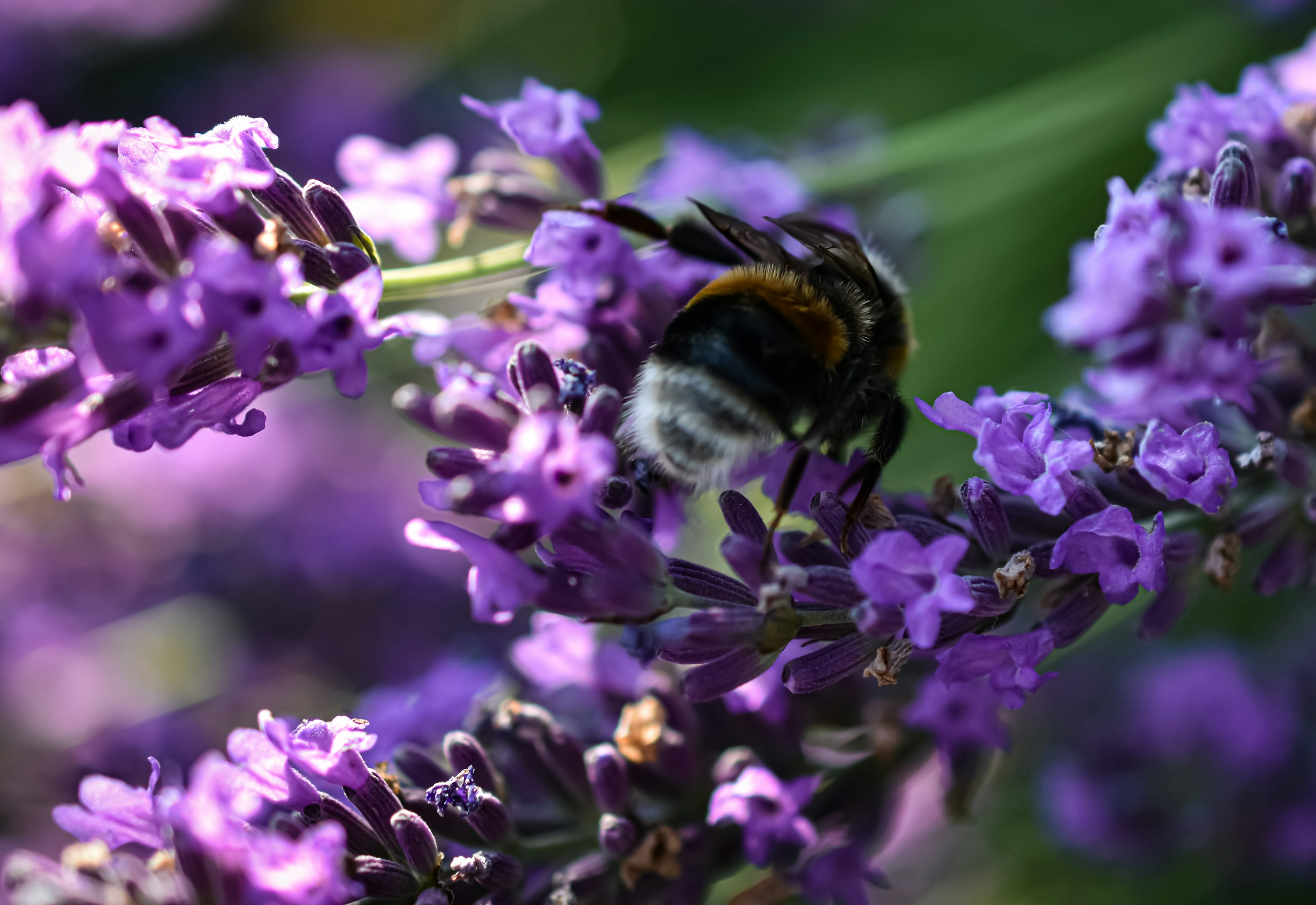 abeja negra y marrón en flor púrpura