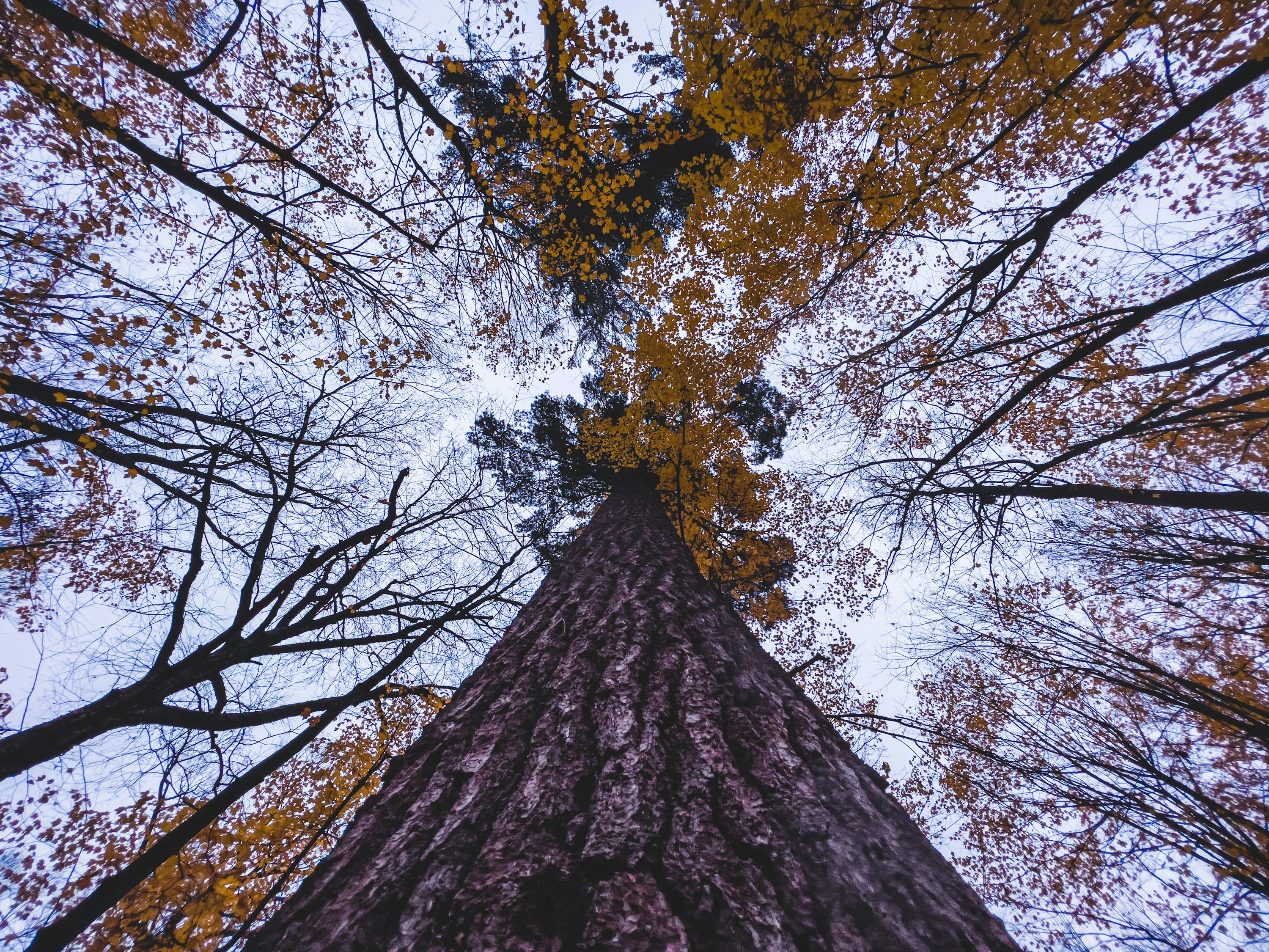 mirando hacia un árbol alto en un bosque
