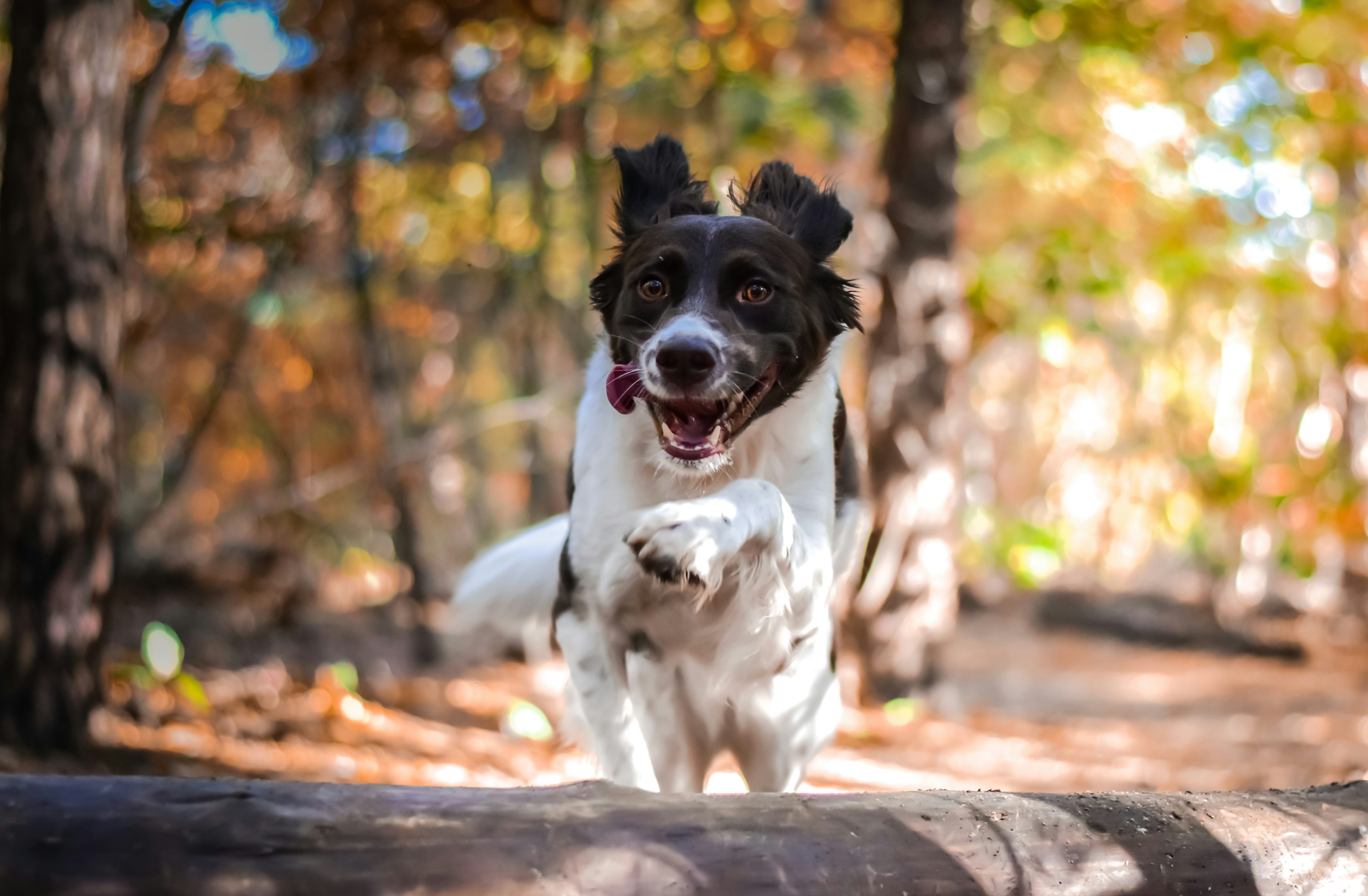 Un chien noir et blanc debout sur une bûche dans les bois