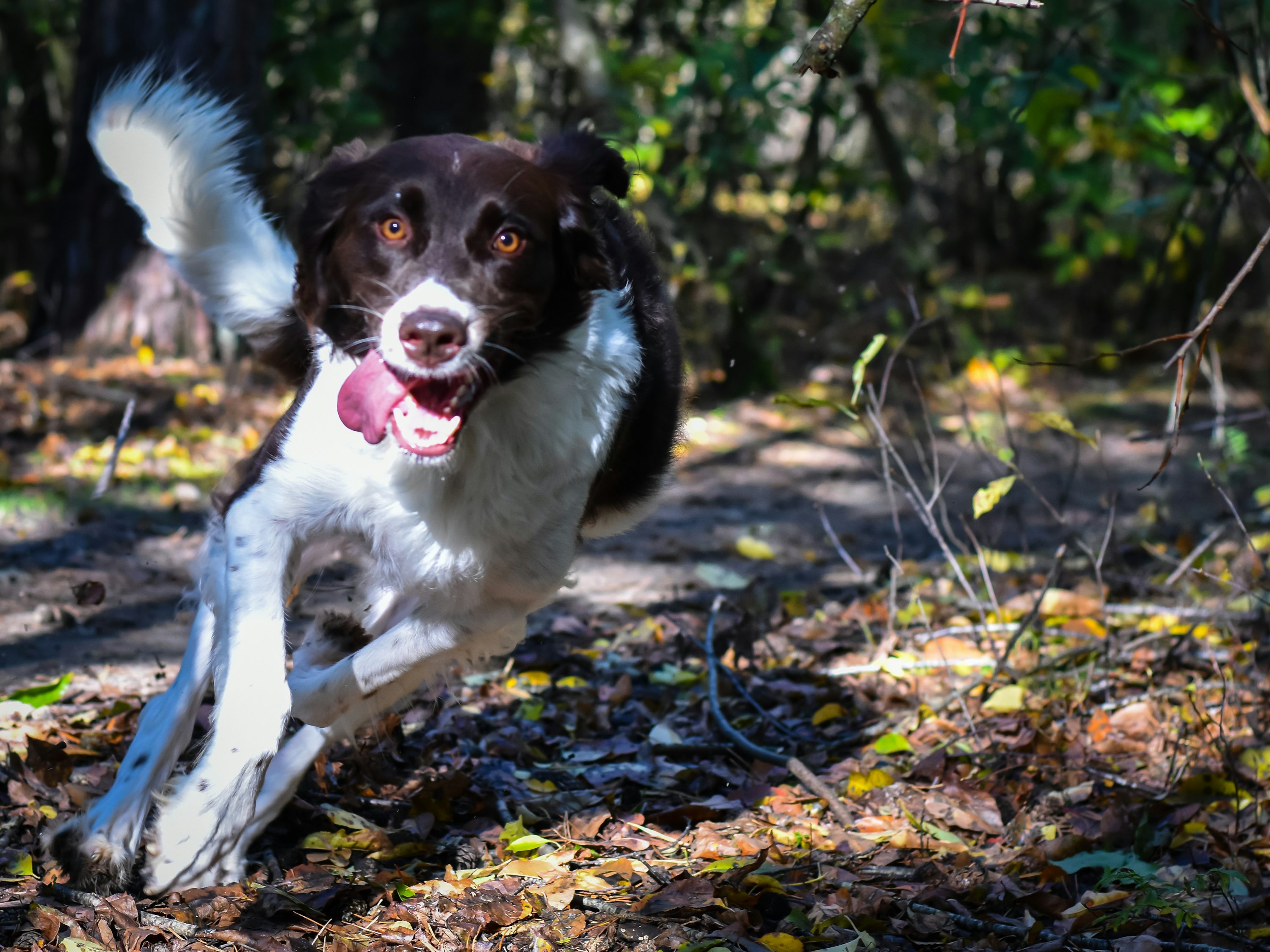 Un perro marrón y blanco corriendo por un bosque