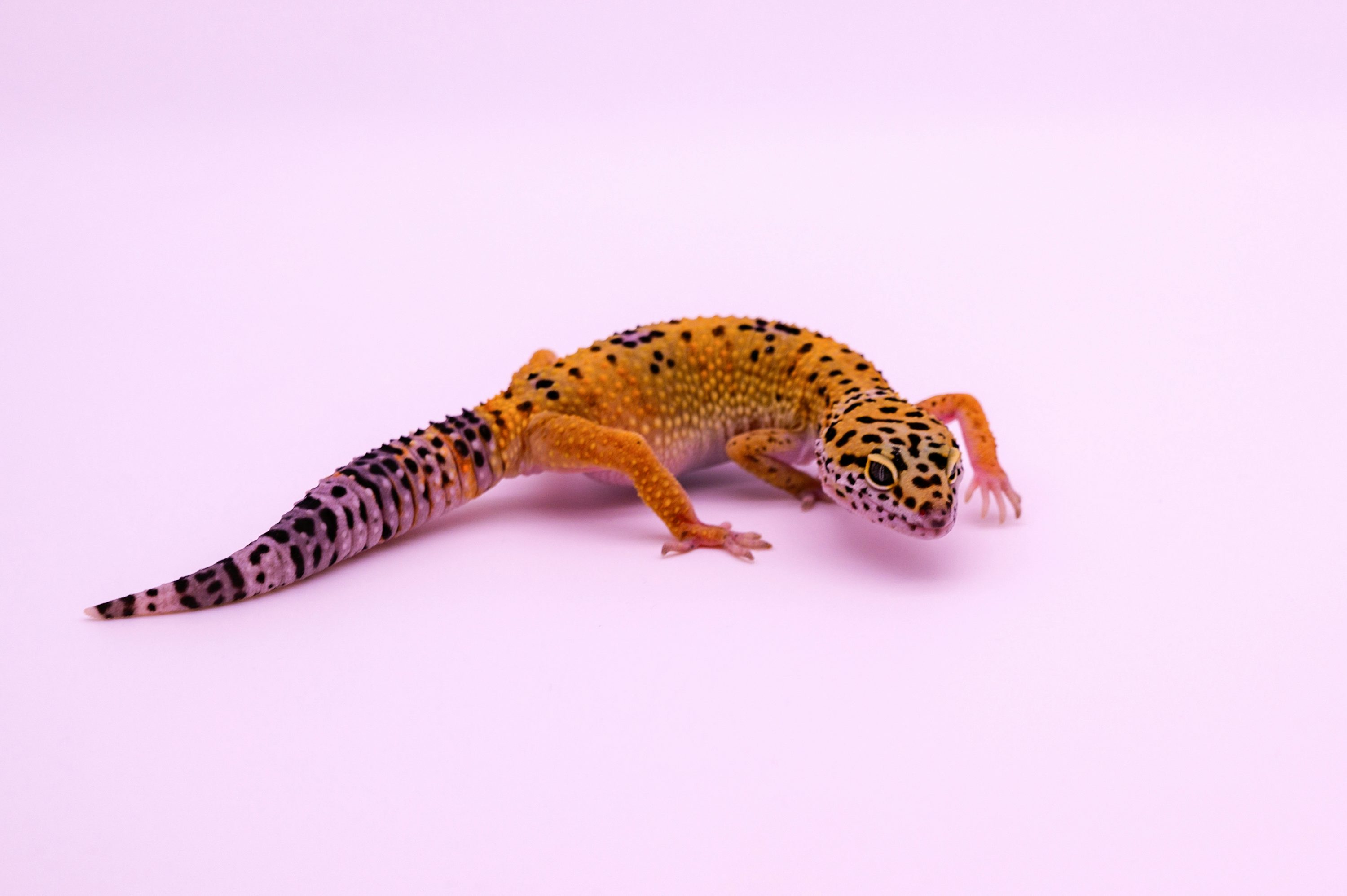 Un gecko leopardo sobre fondo rosa