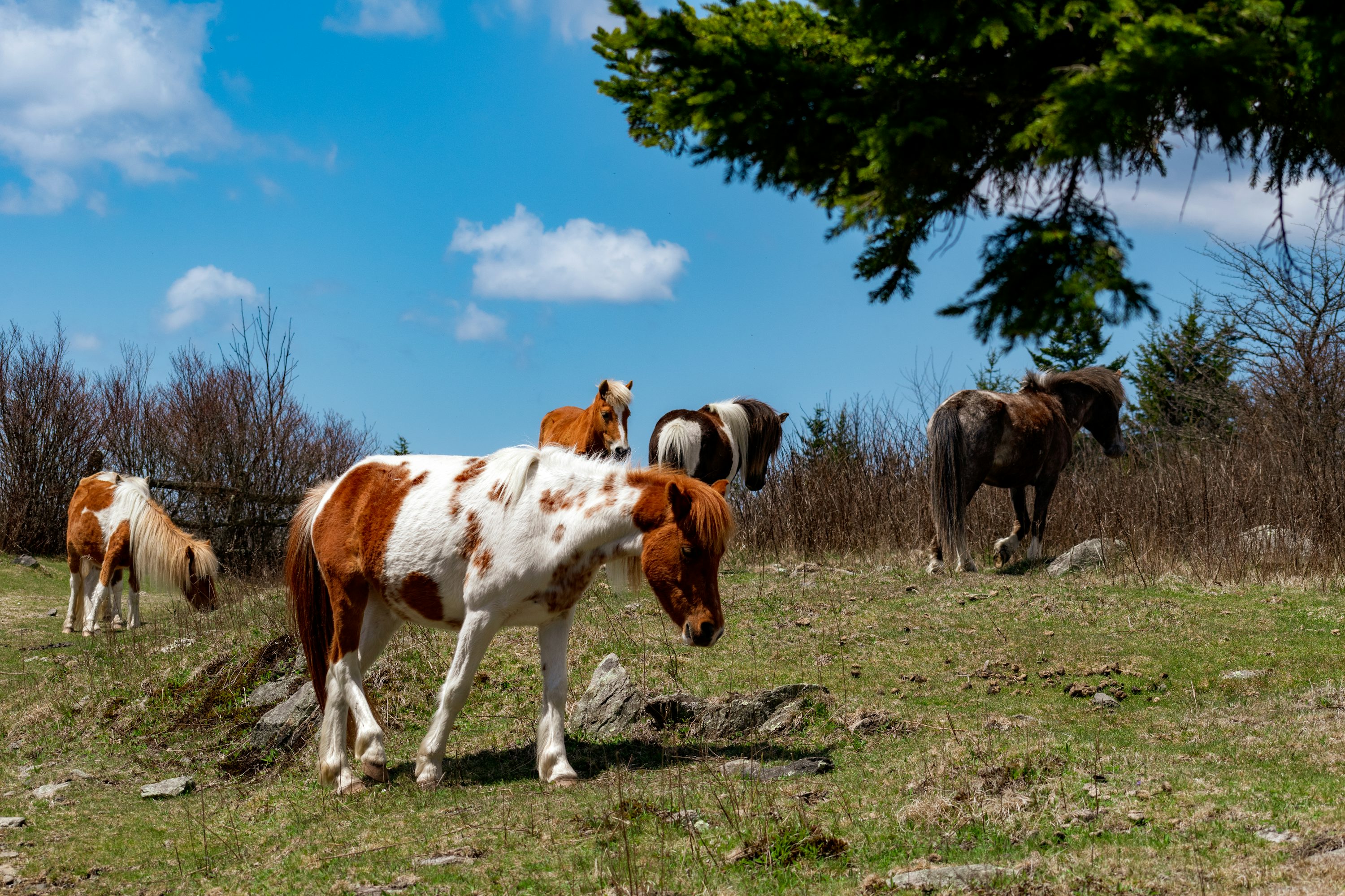 Un grupo de caballos se para en un campo cubierto de hierba