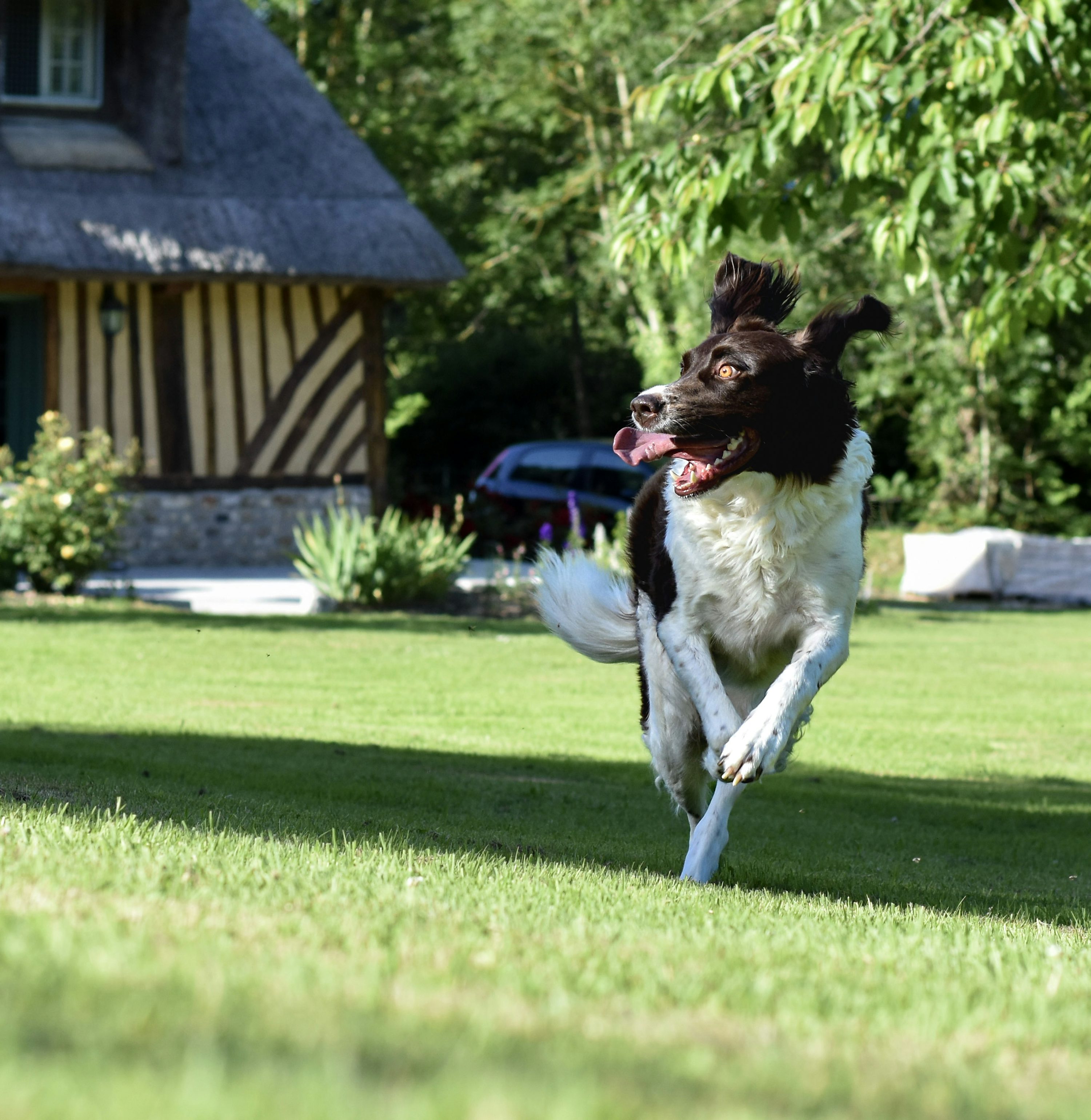 Un perro saltando en el aire