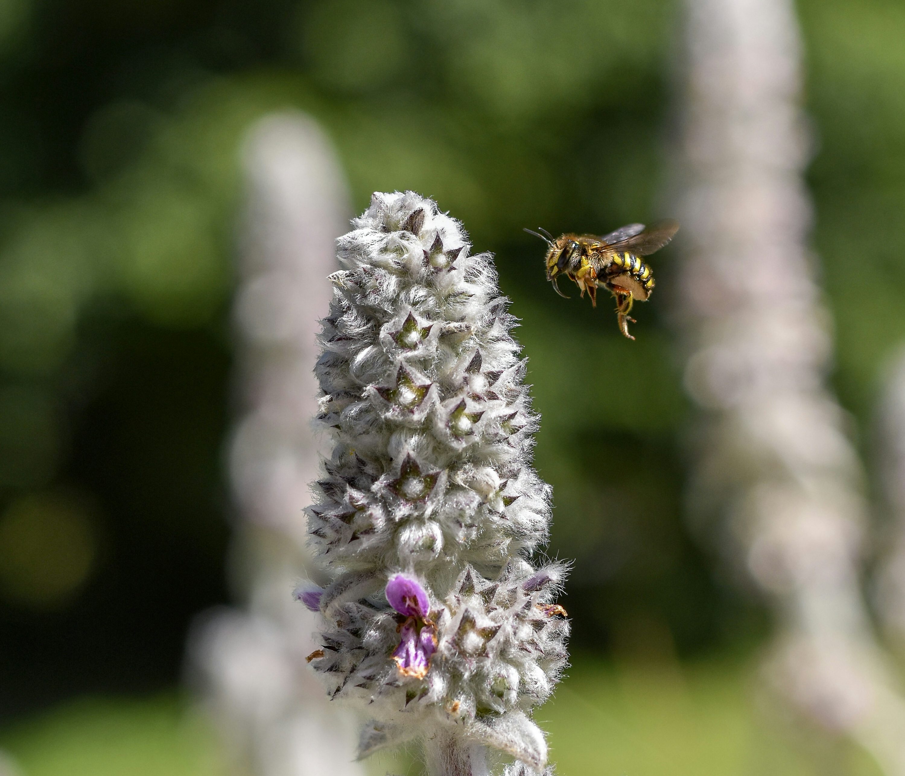 Una abeja en una flor