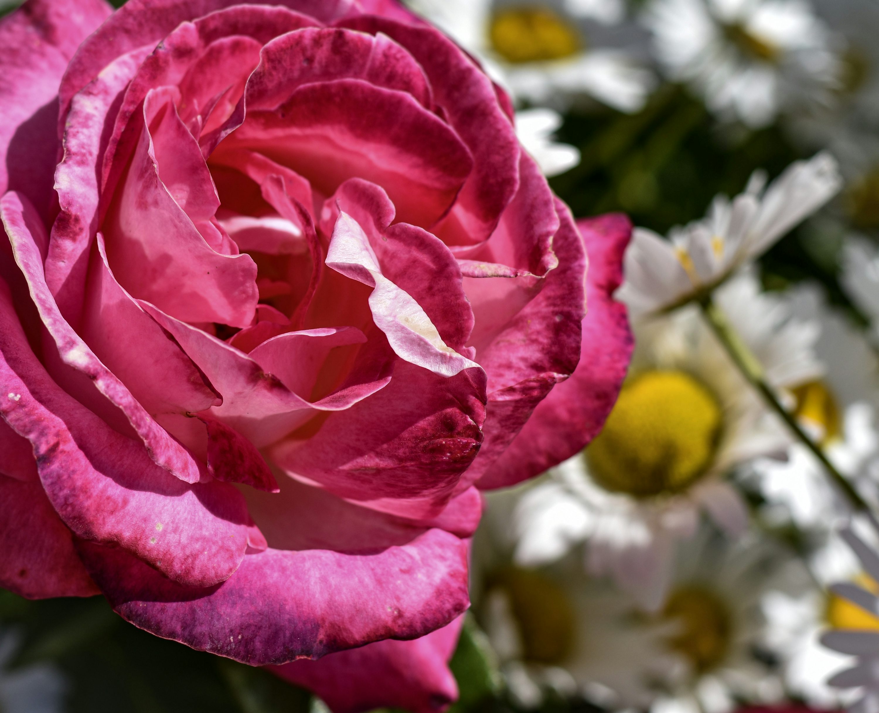 Une rose rose dans un vase