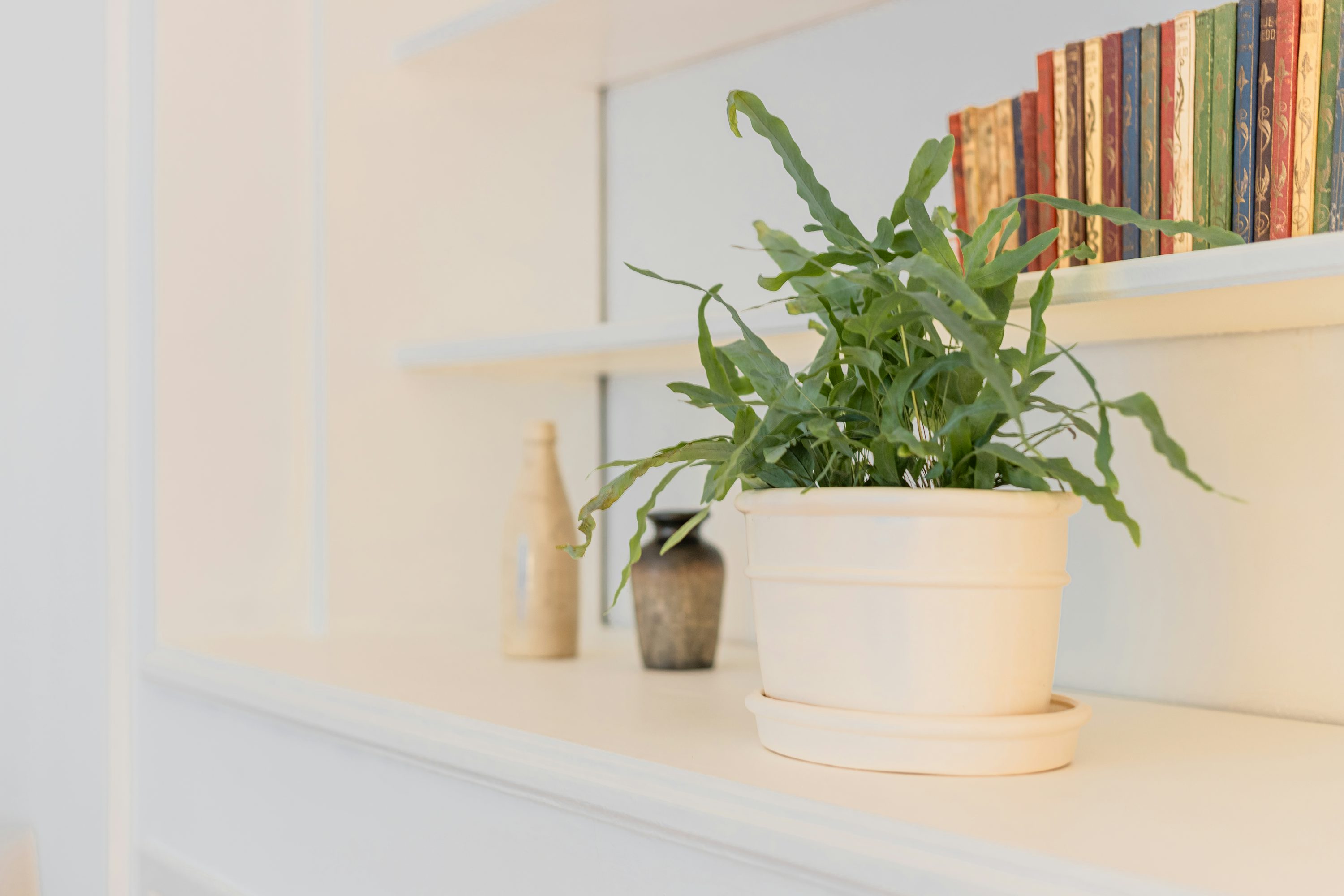 Una planta en maceta sentada encima de un estante blanco