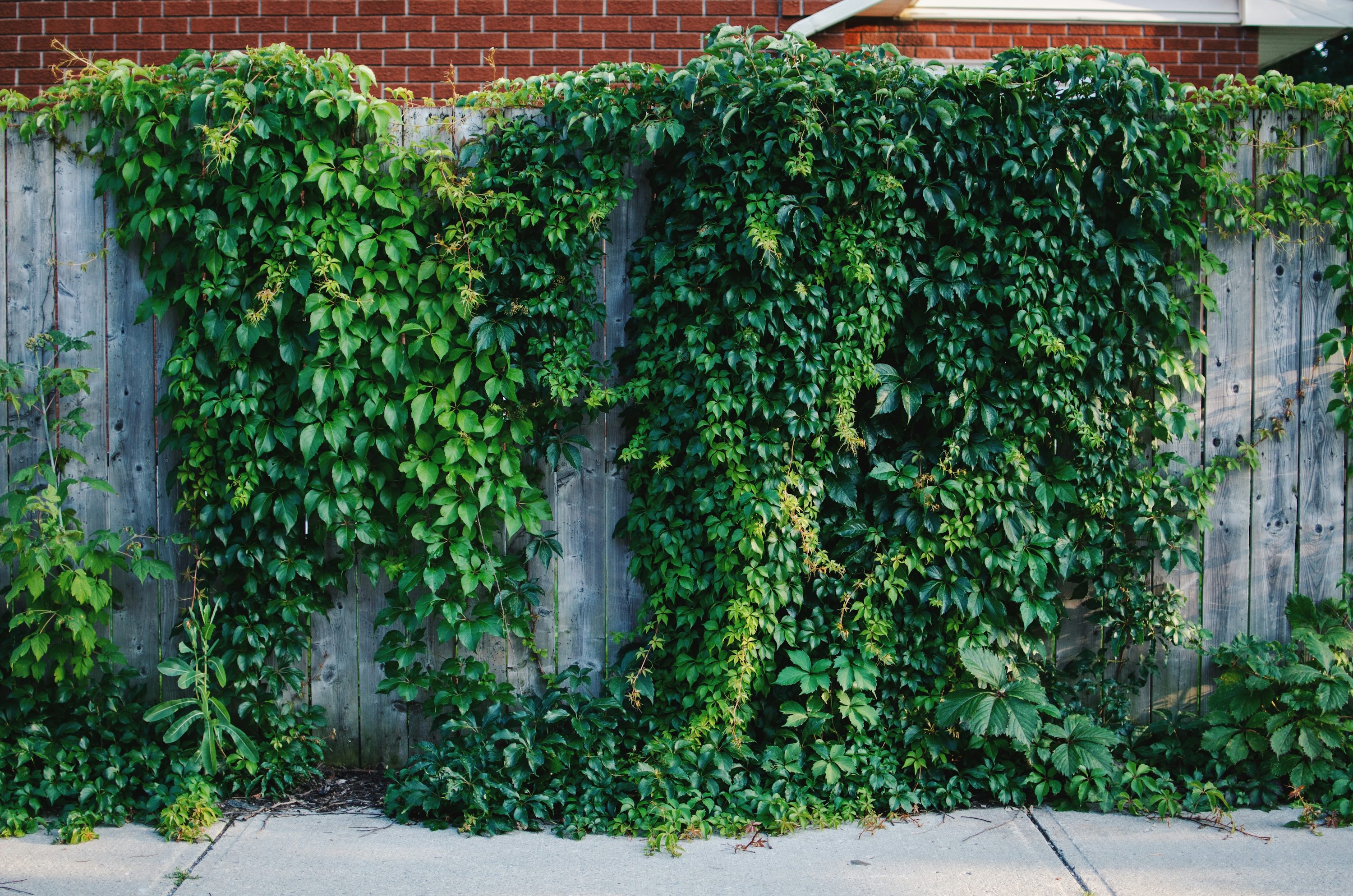 a fence covered in vines next to a brick building