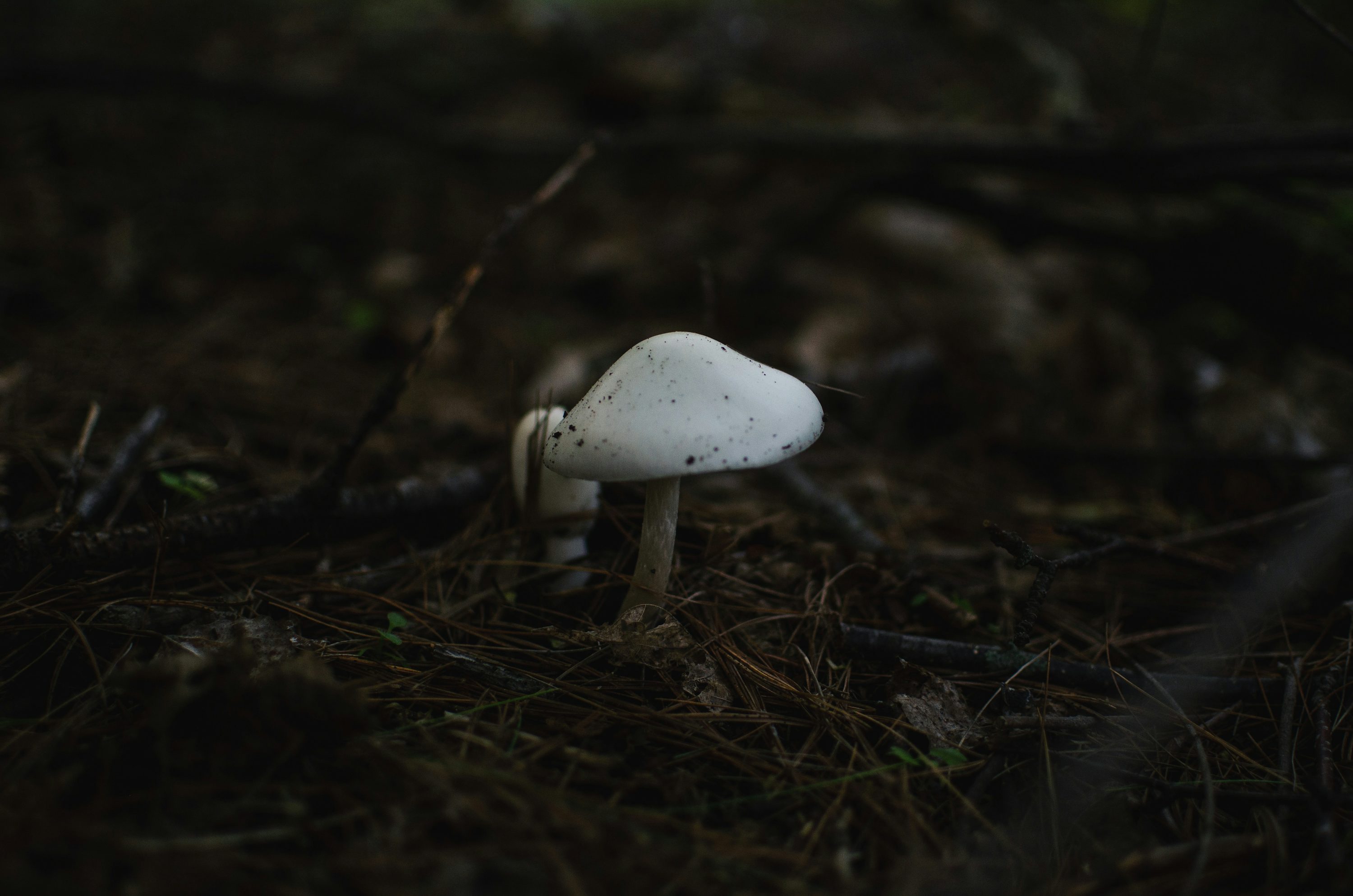 ein kleiner weißer Pilz, der auf dem Boden sitzt
