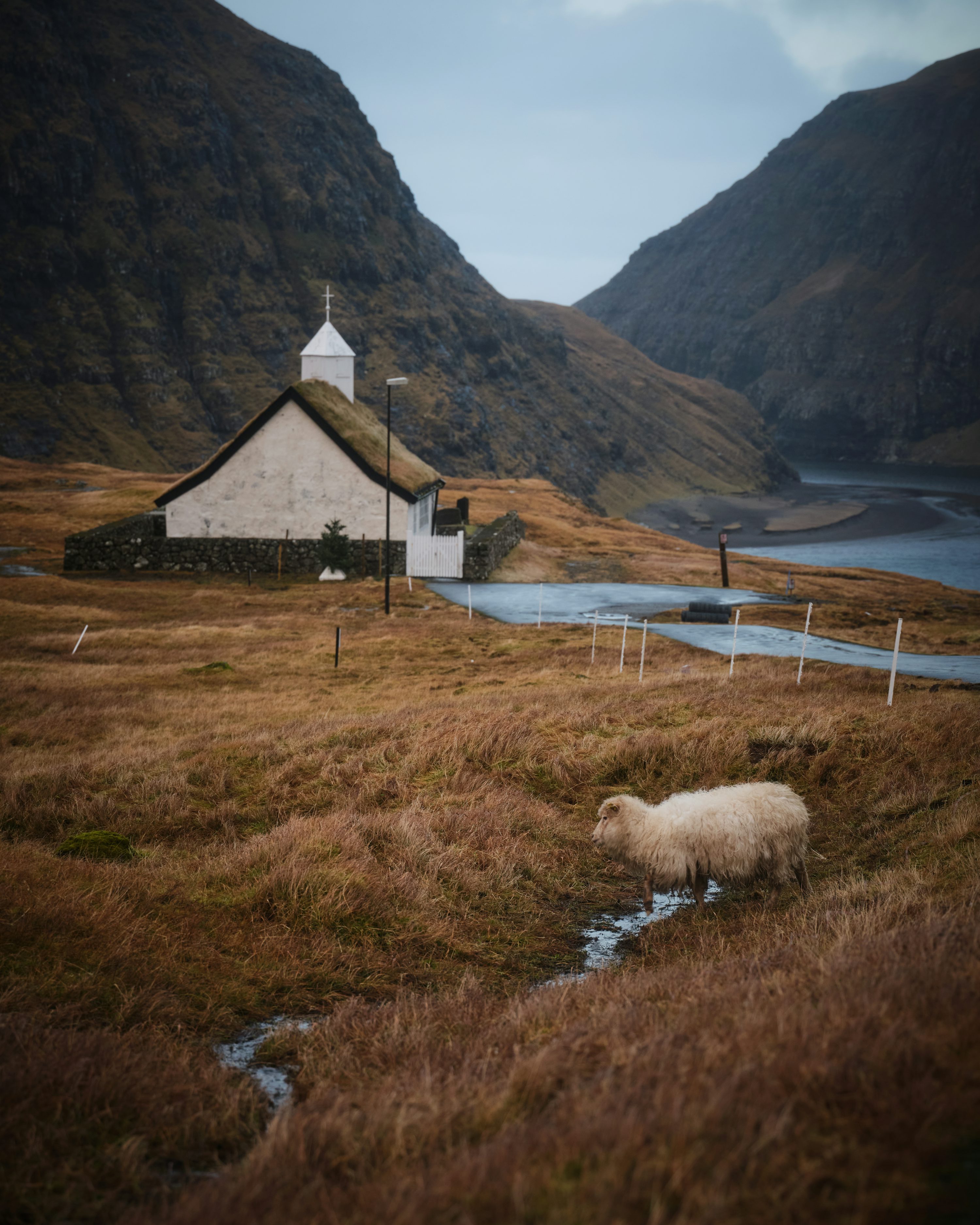 Uma ovelha em pé em um campo ao lado de uma igreja