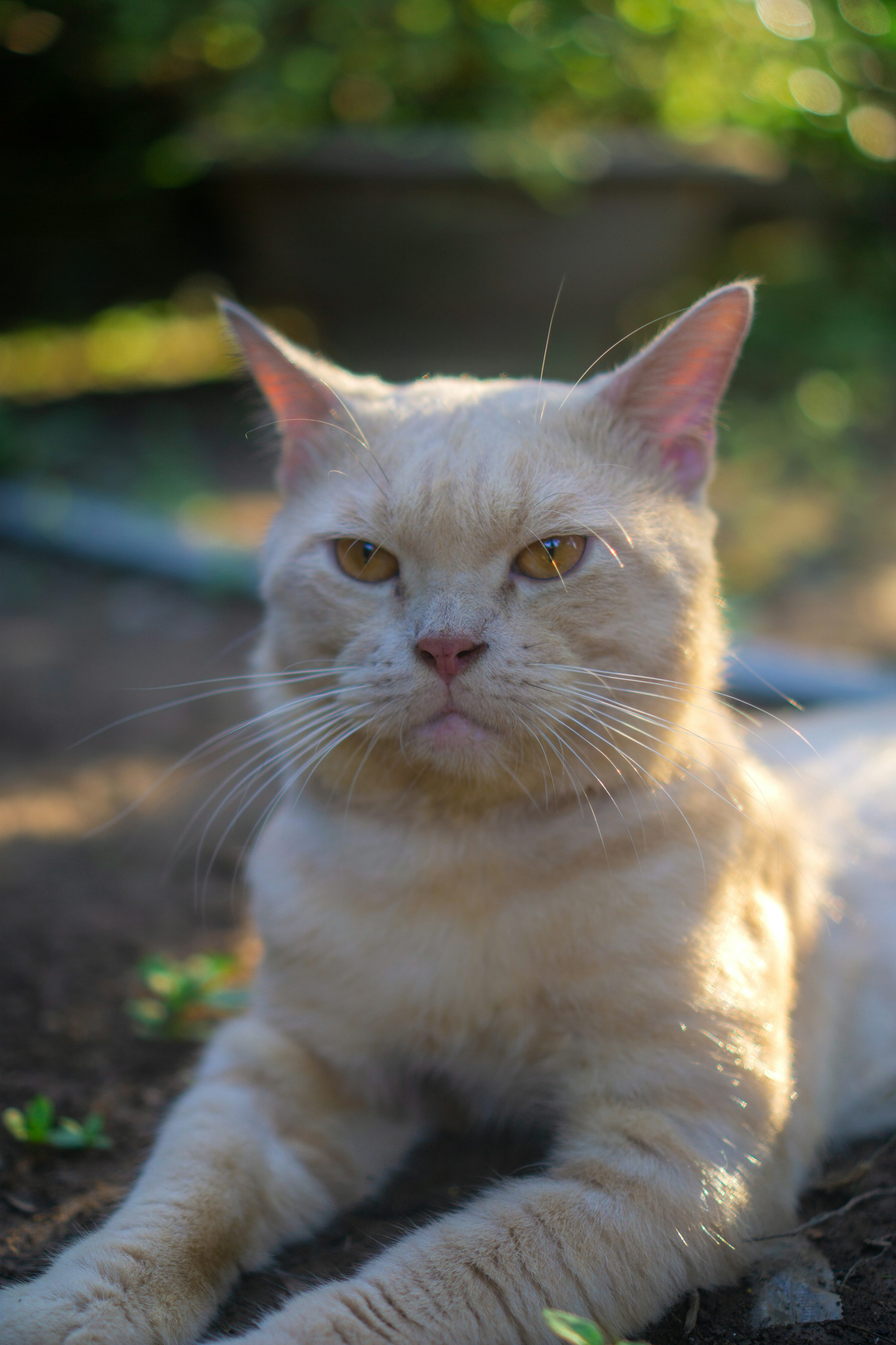 Un chat blanc allongé sur le sol