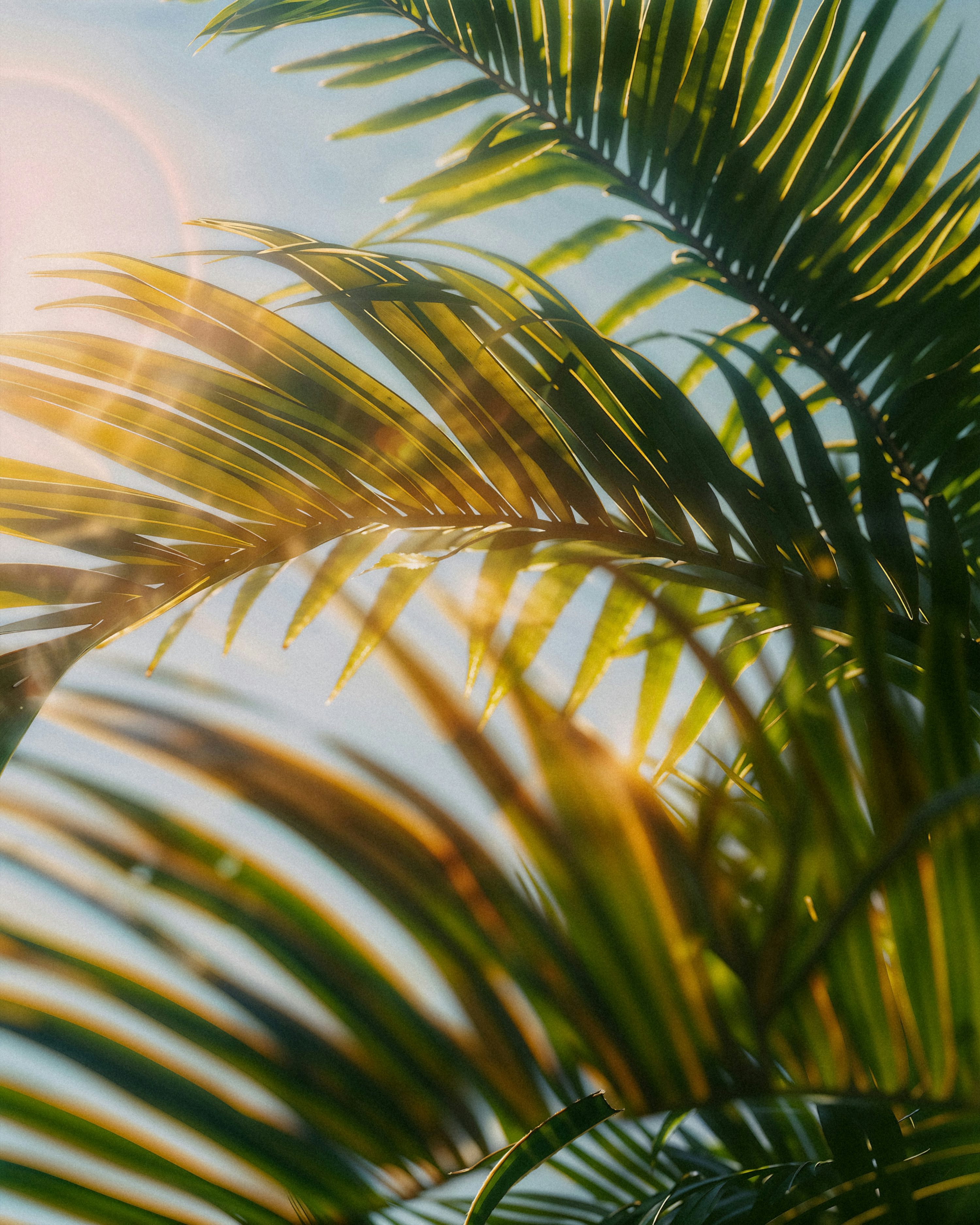 El sol brillando a través de las hojas de una palmera