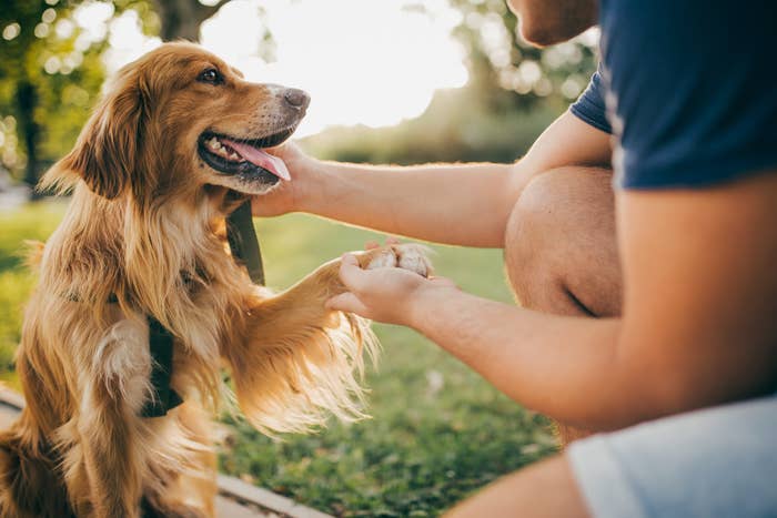 A person shaking hands with a golden retriever in a park setting