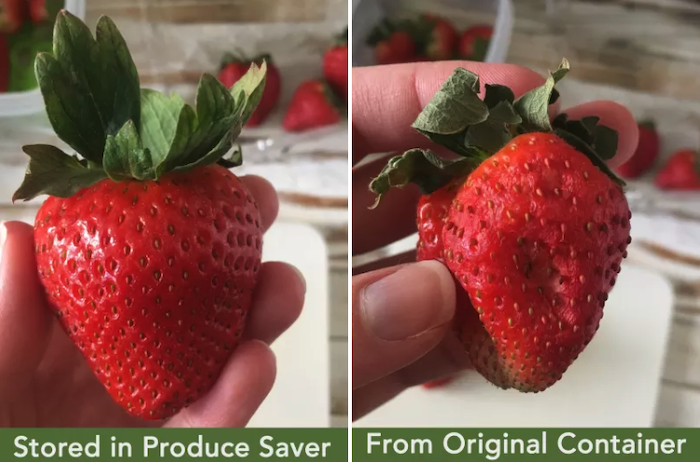 A pic of a fresh-looking strawberry stored in the produce saver and one of a visibly less fresh-looking strawberry stored for the same amount of time in the original container