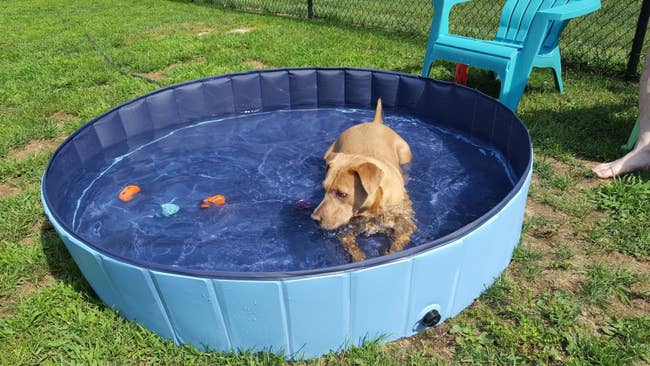 Reviewer's large dog relaxing in the pool with plenty of room leftover