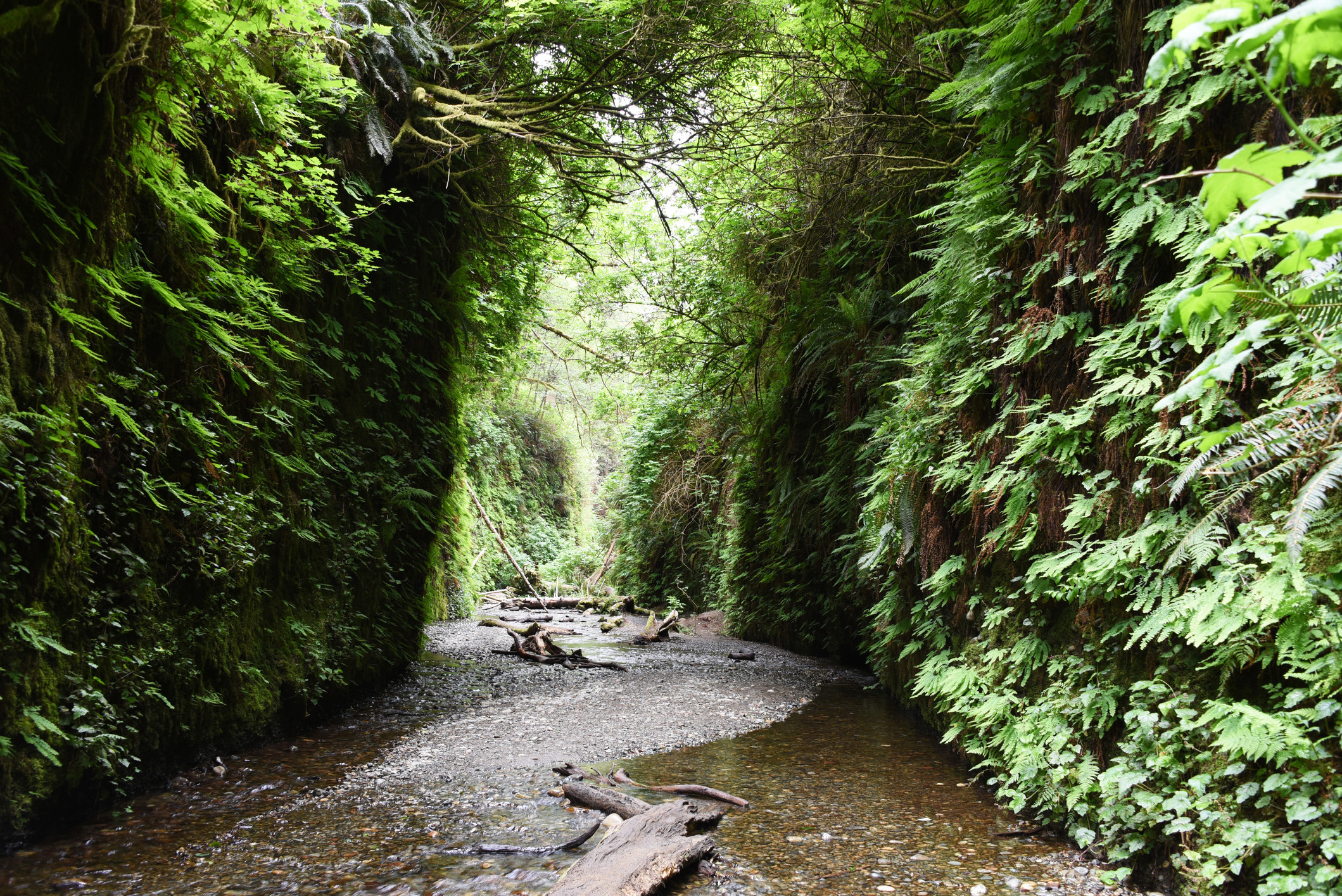 A lush path with lots of greenery.