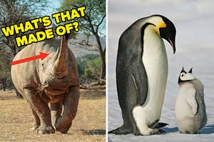 On the left, a rhino with an arrow pointing to its horn and "what's that made of?" typed next to it, and on the right, a penguin and their baby