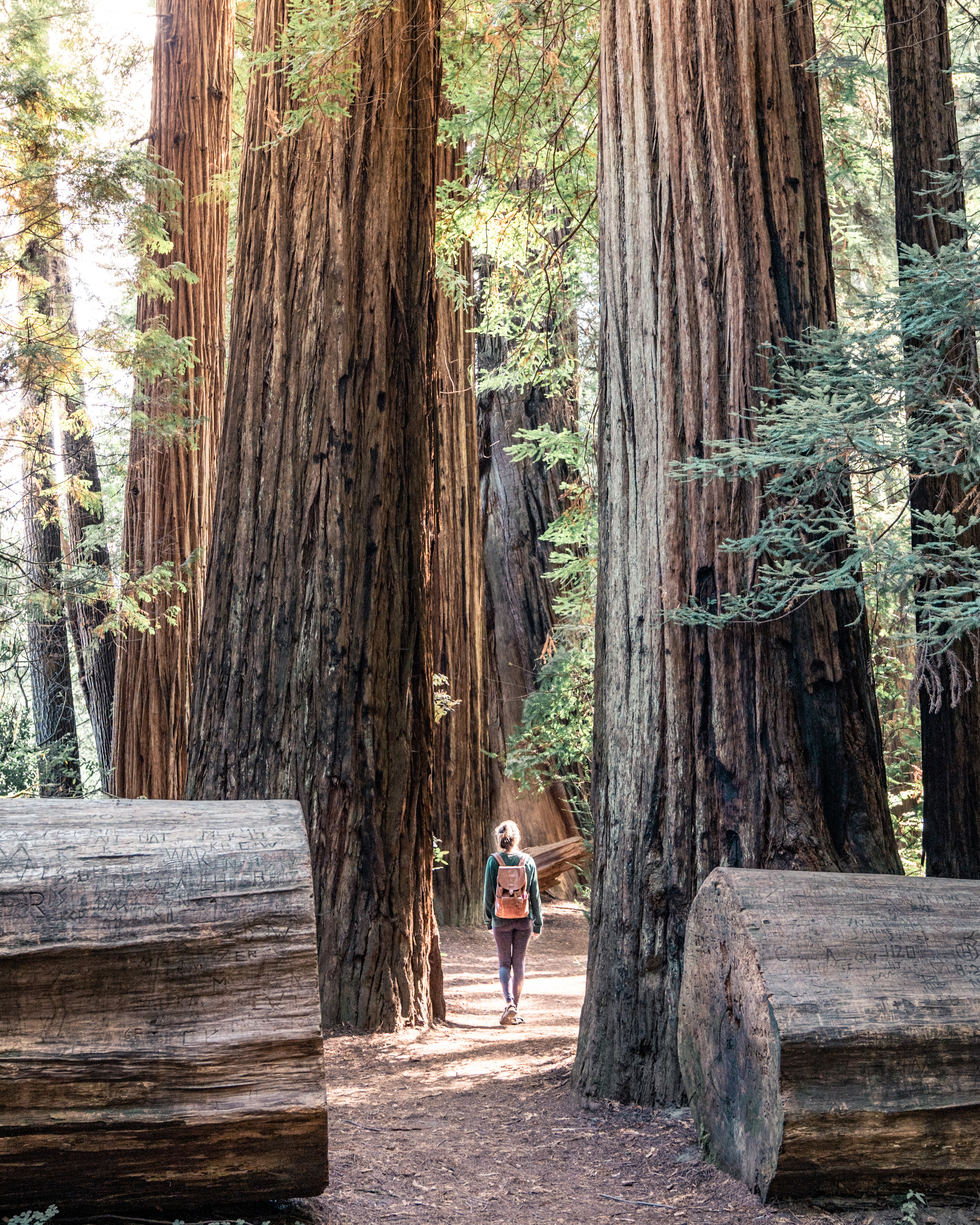 Photo taken in Redwoods, United States