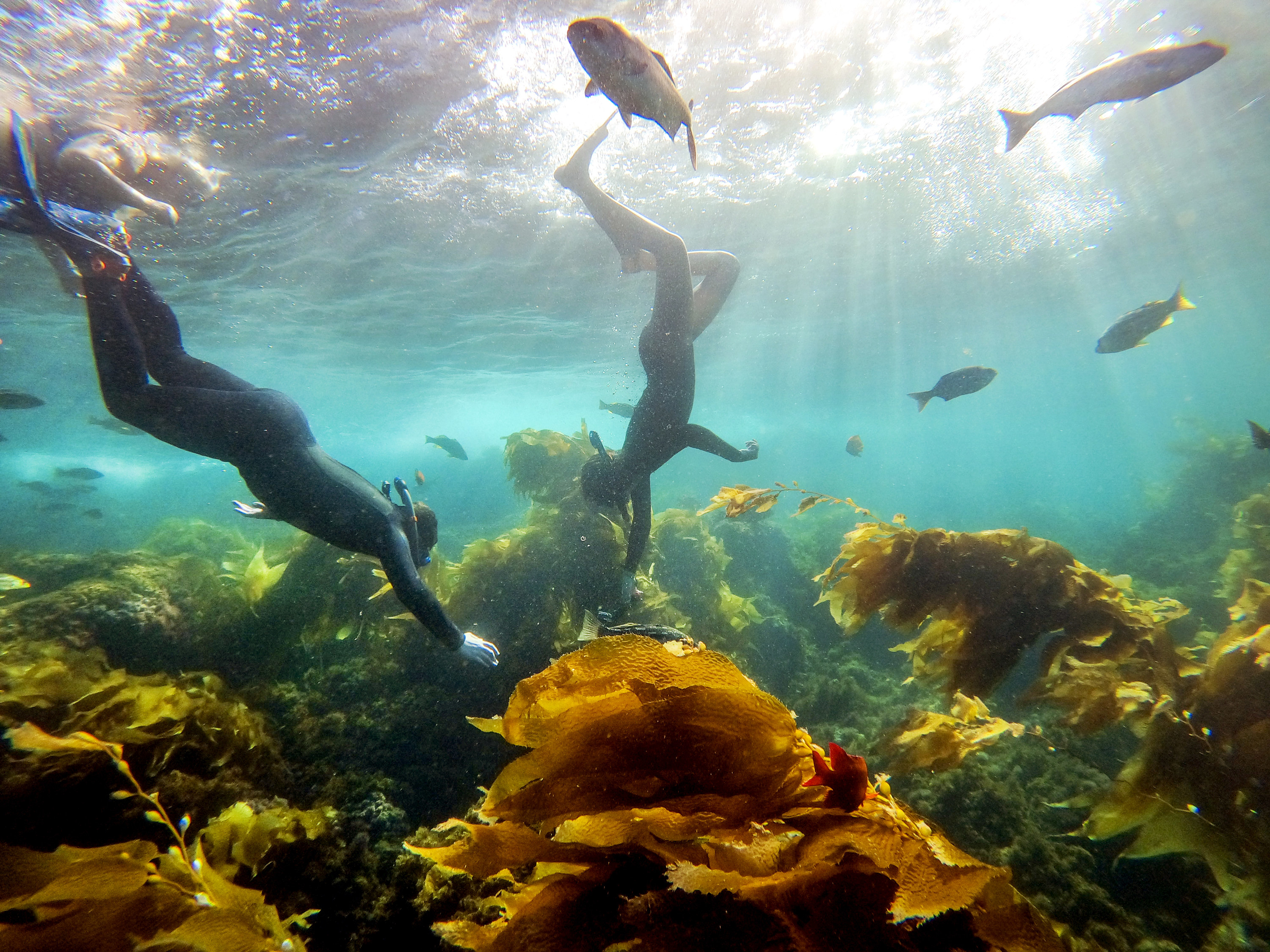 Snorkelers and fish swim in the water
