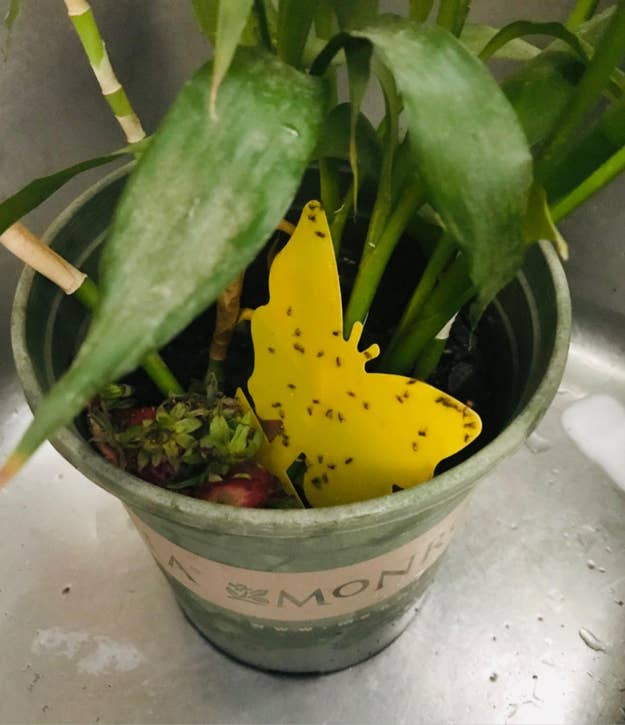 A yellow butterfly shaped sticky trap stuck in a potted plant