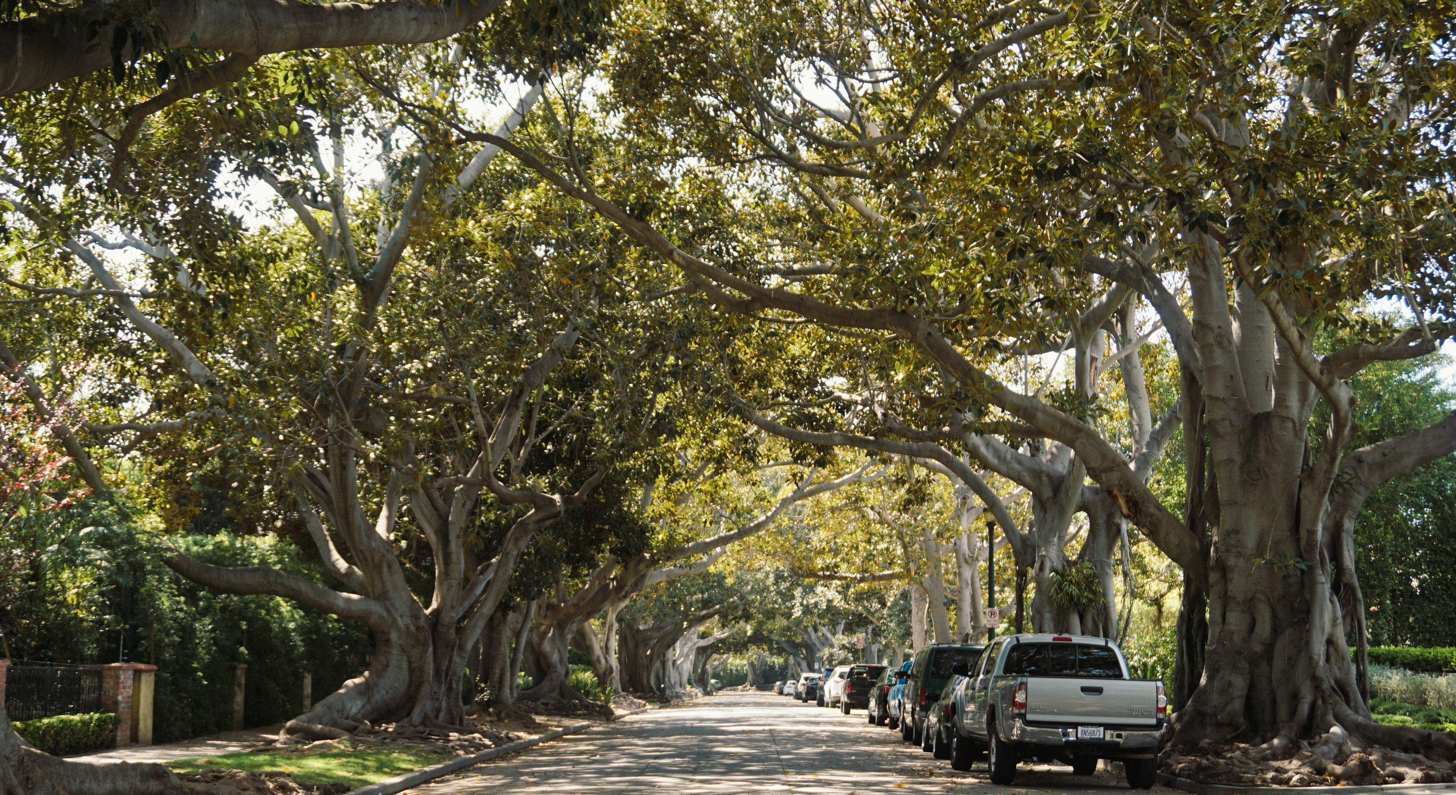 Twisted trees line a beautiful quaint street