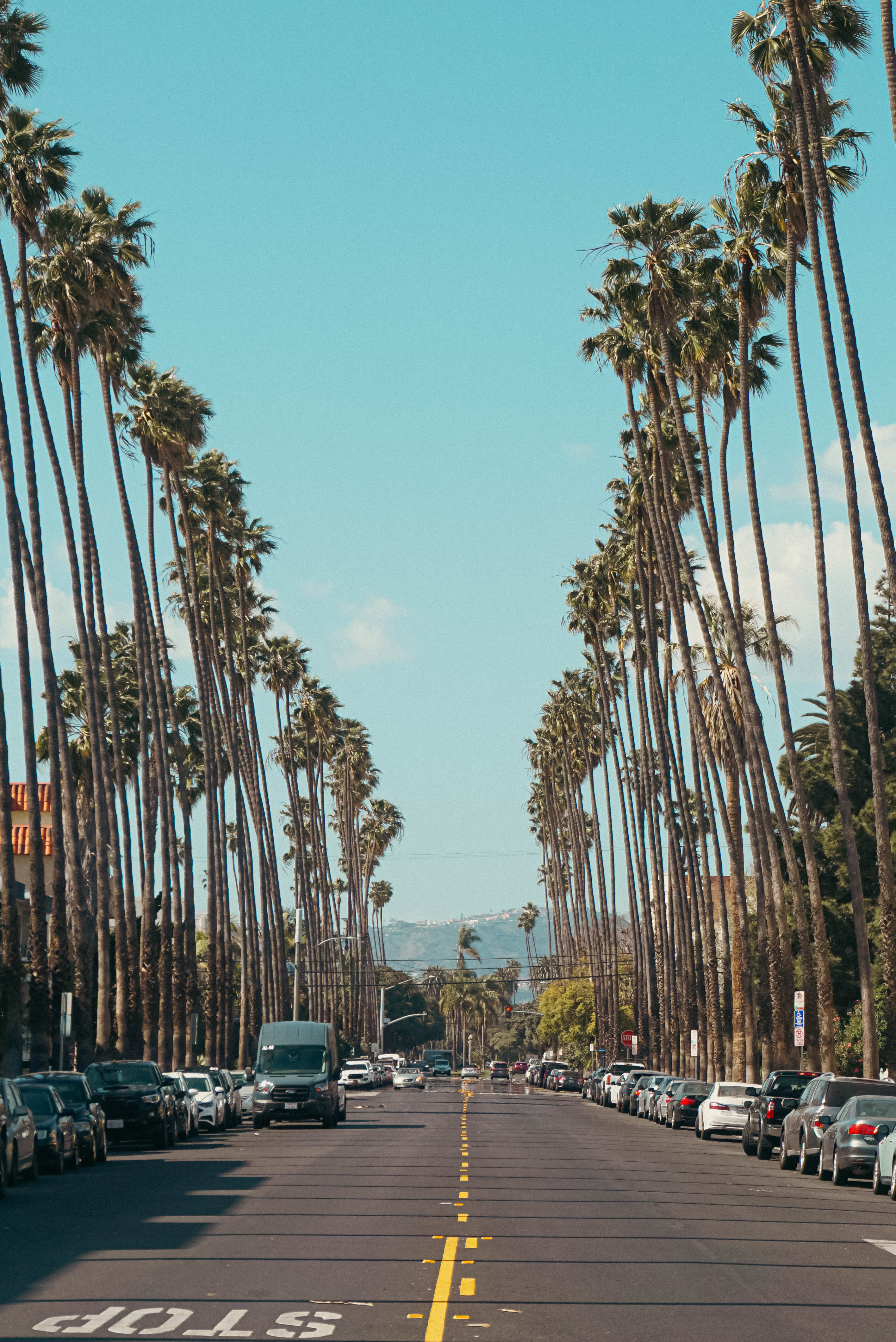 Mexican Fan Palm trees