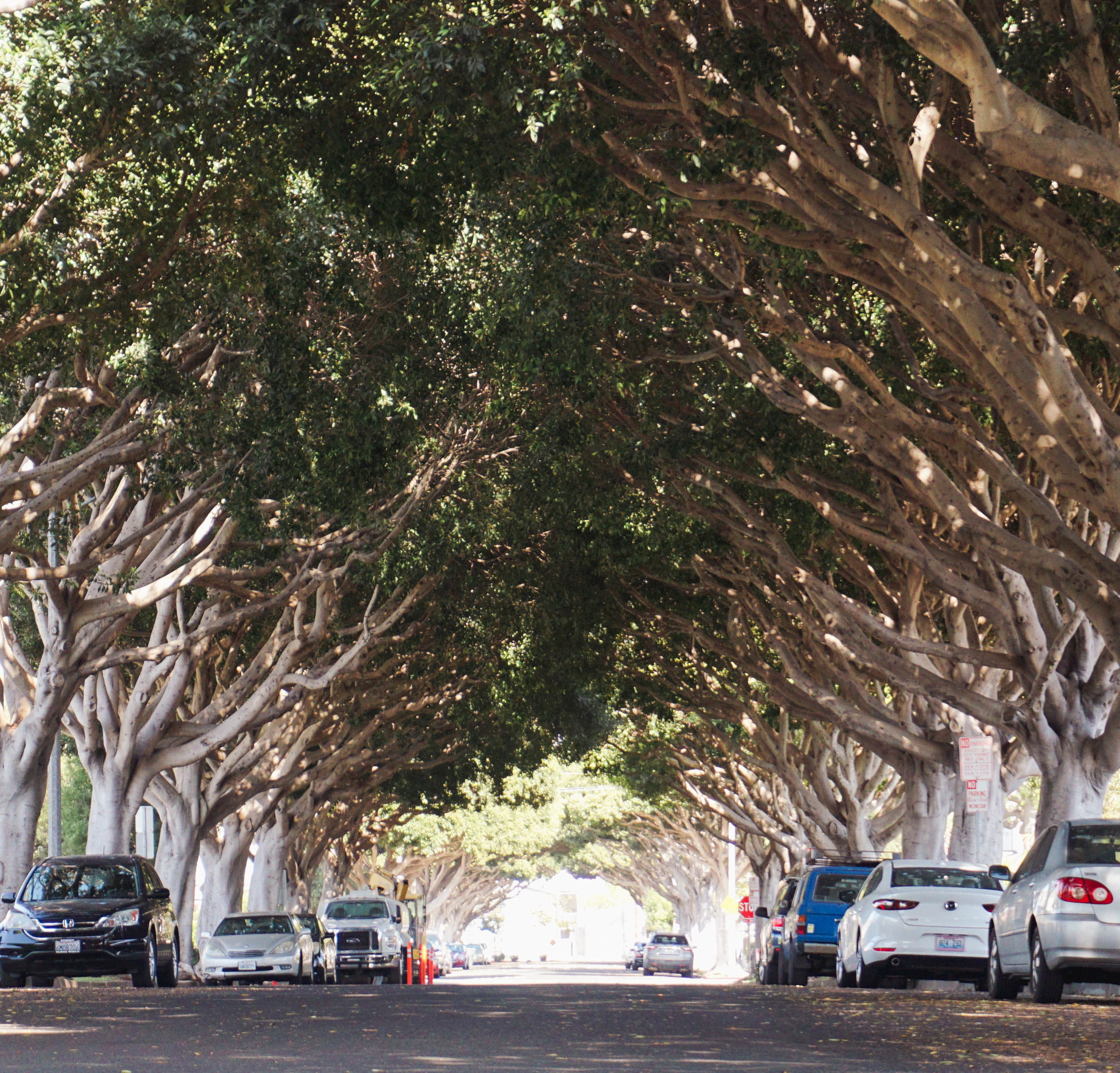 Indian Laurel Figs cover a section of the road and form a perfect tunnel