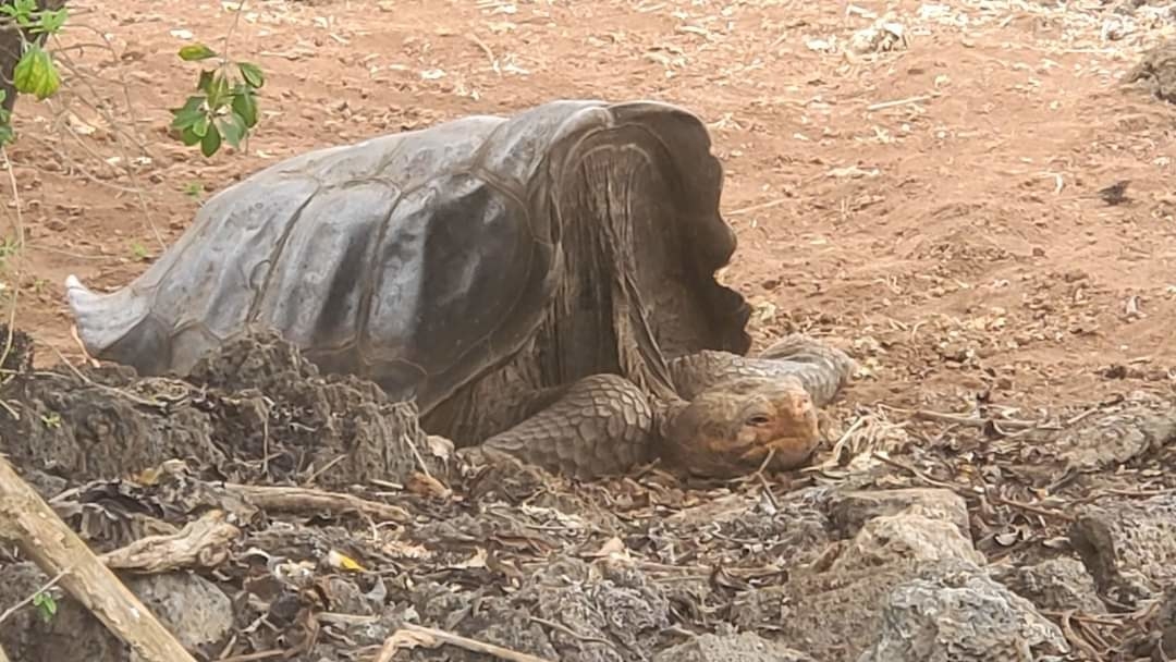 A giant tortoise