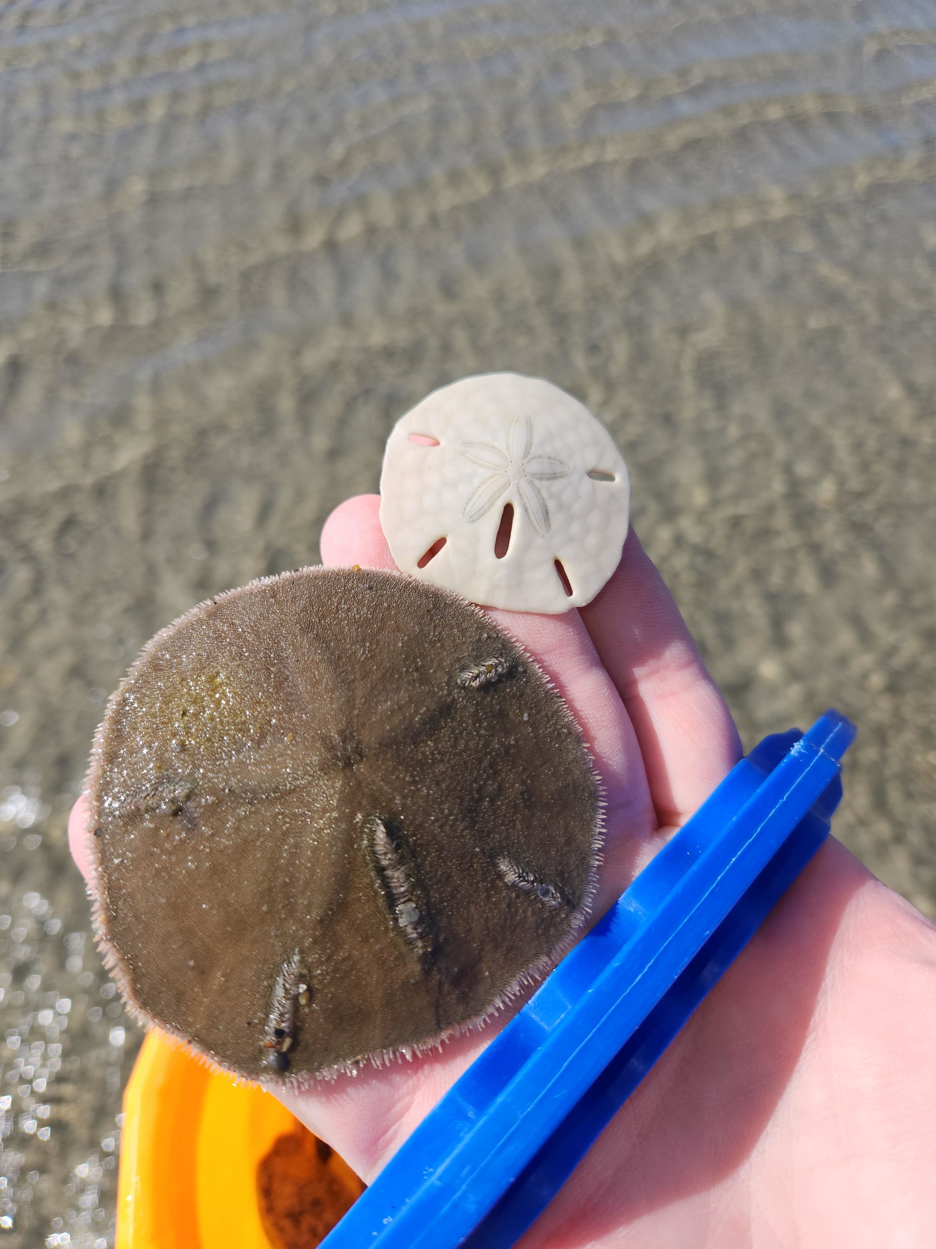 A large, brown, flat circular sea urchin and a smaller, white one with small slits