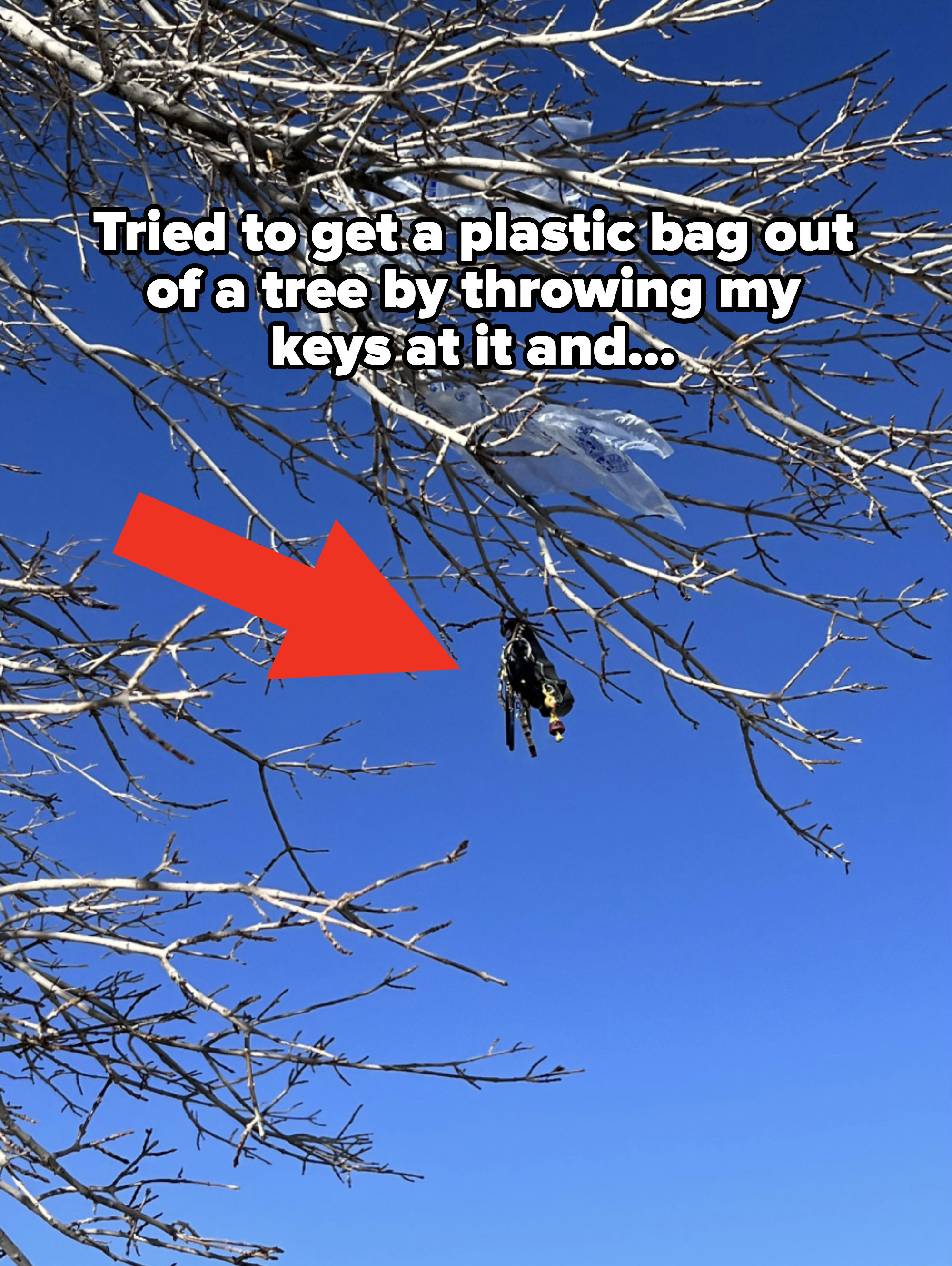 Keys hanging from a tree branch