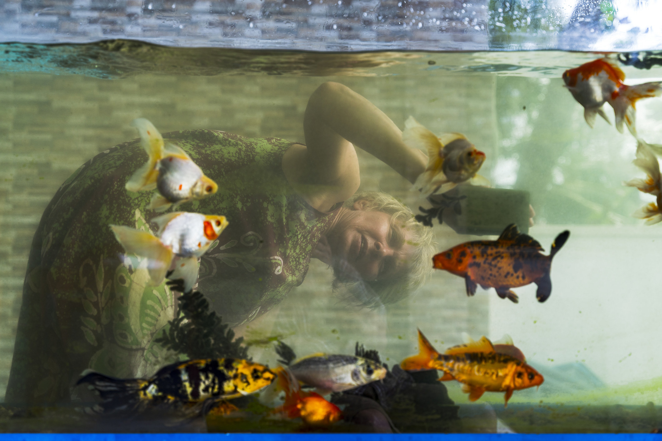 Person leans over and looks into a fish tank with various goldfish inside