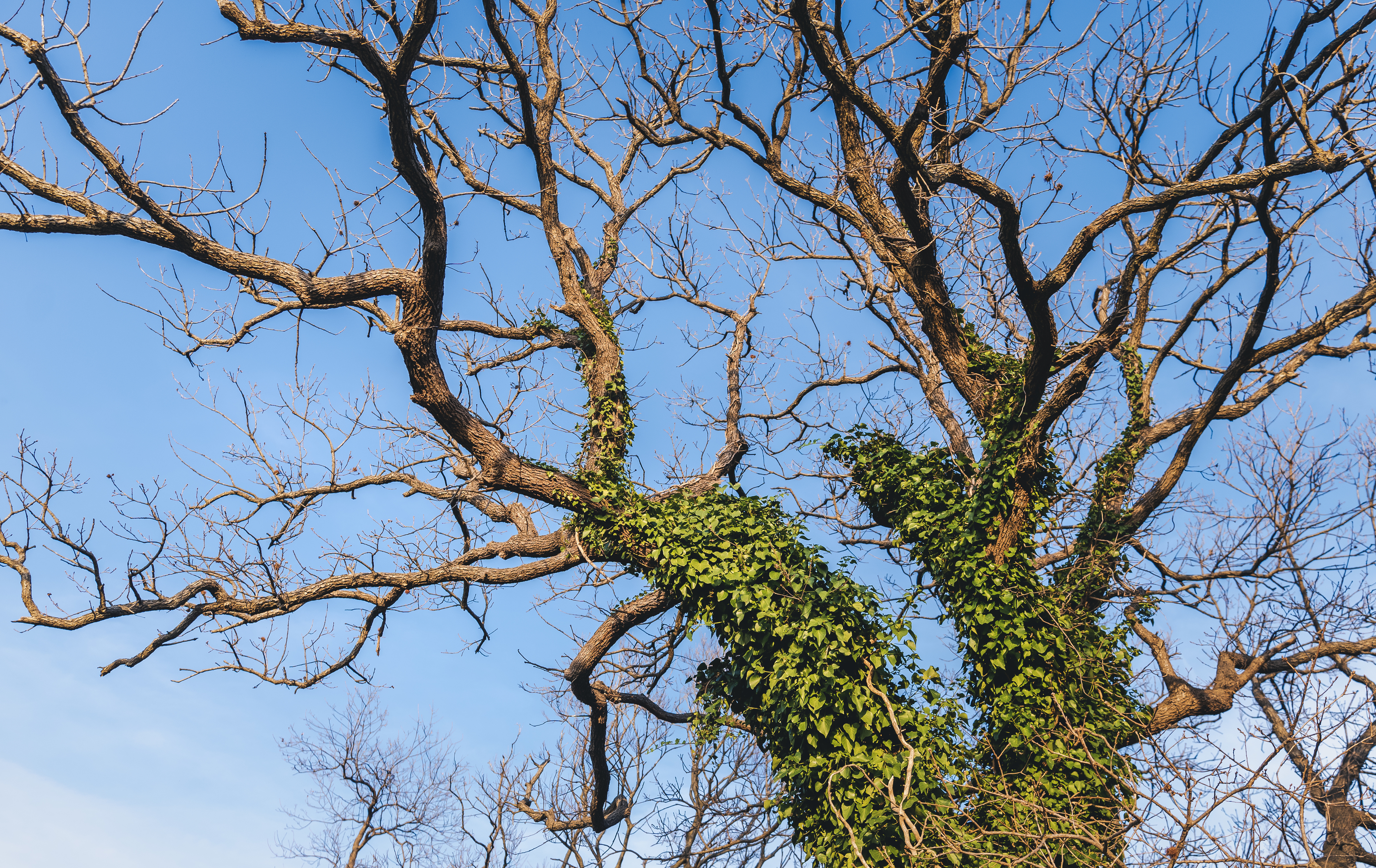 ivy taking over and killing a large tree