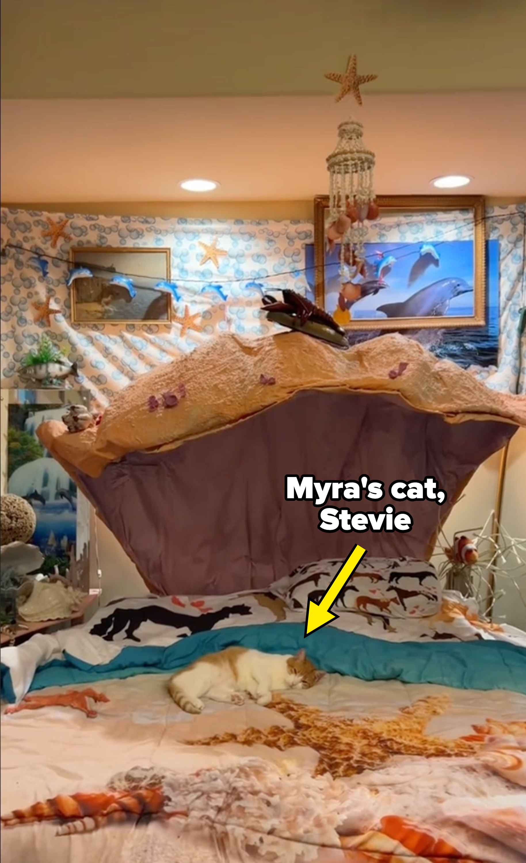 Myra&#x27;s is showing her ocean-themed bedroom, which also has her cat, Stevie, lying on the seashell bed