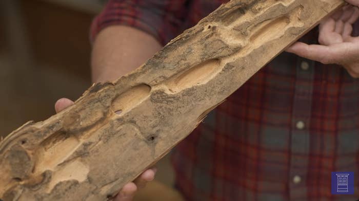 man holding a piece of rotted wood