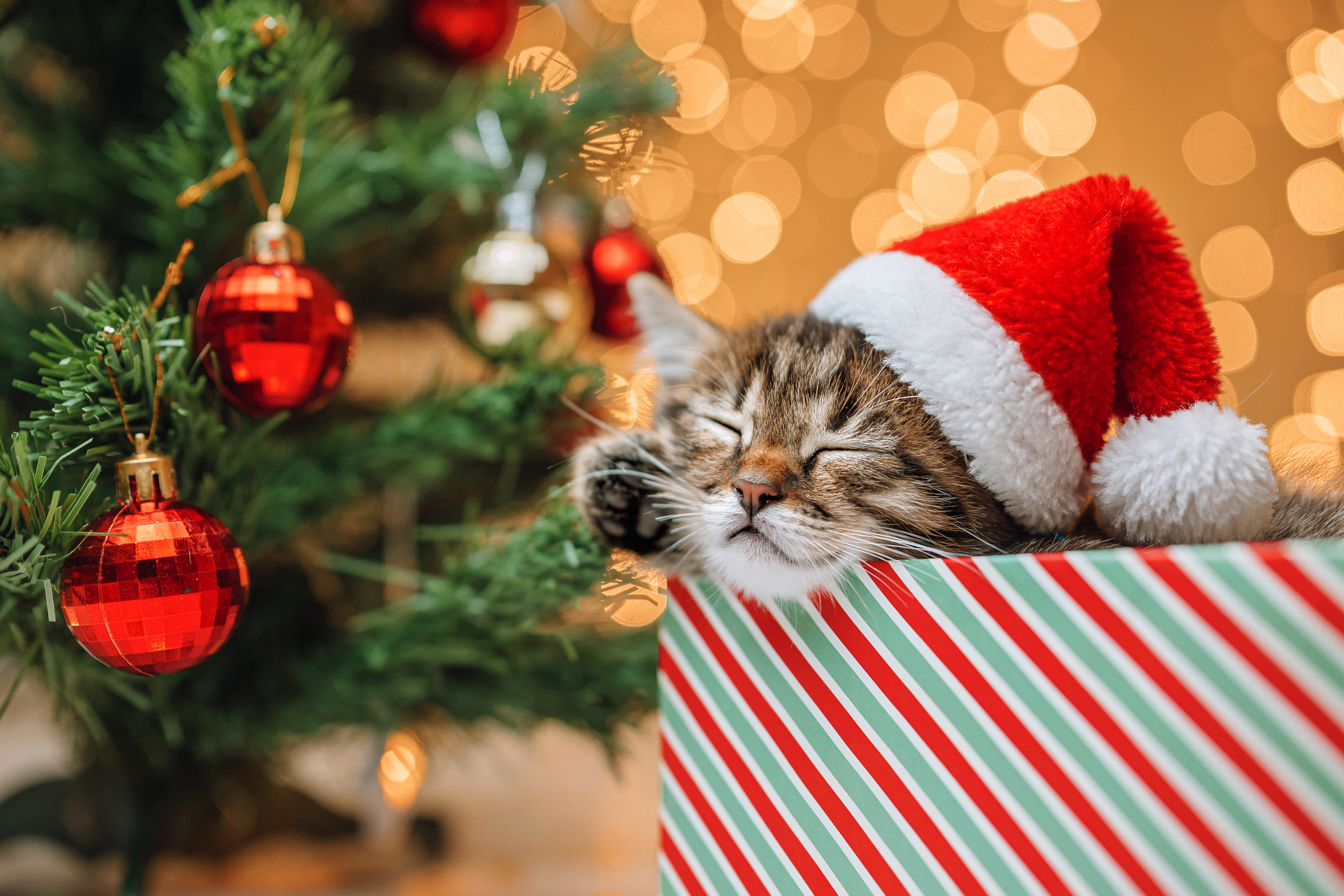 kitten snoozin in santa hat